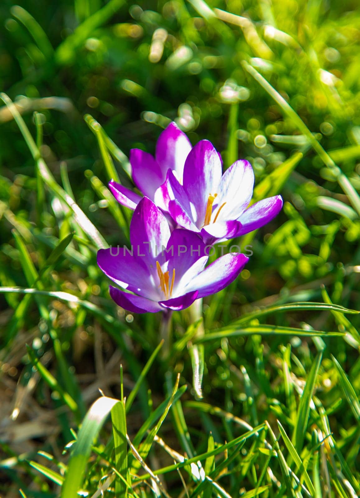Crocuses bloom in spring. Selective focus. Nature.