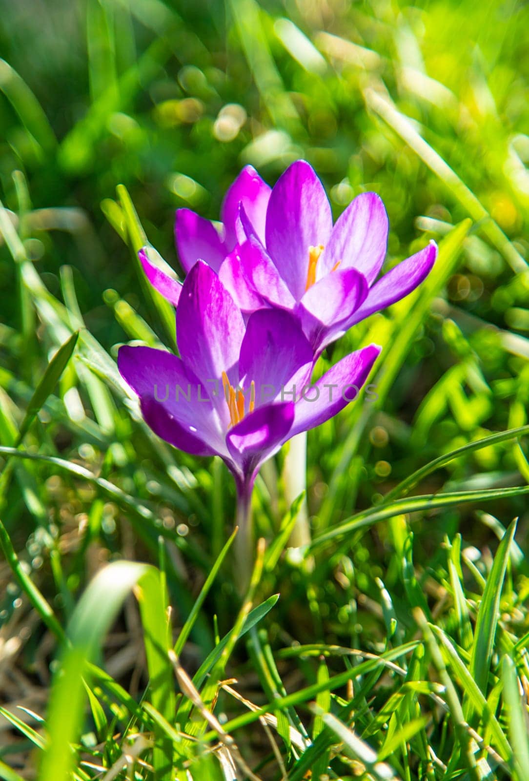 Crocuses bloom in spring. Selective focus. Nature.