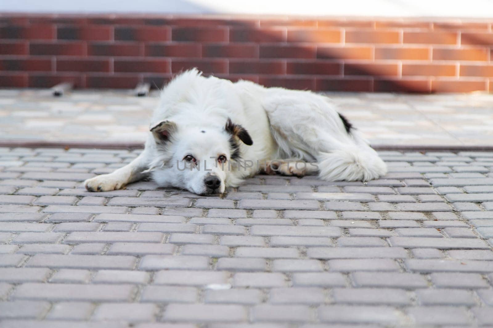 Sad homeless dog on the street. Selective focus. animal.