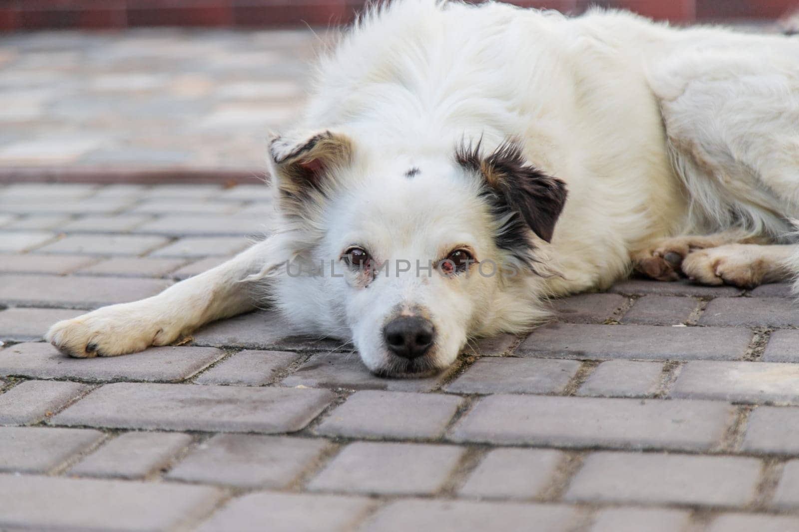Sad homeless dog on the street. Selective focus. animal.