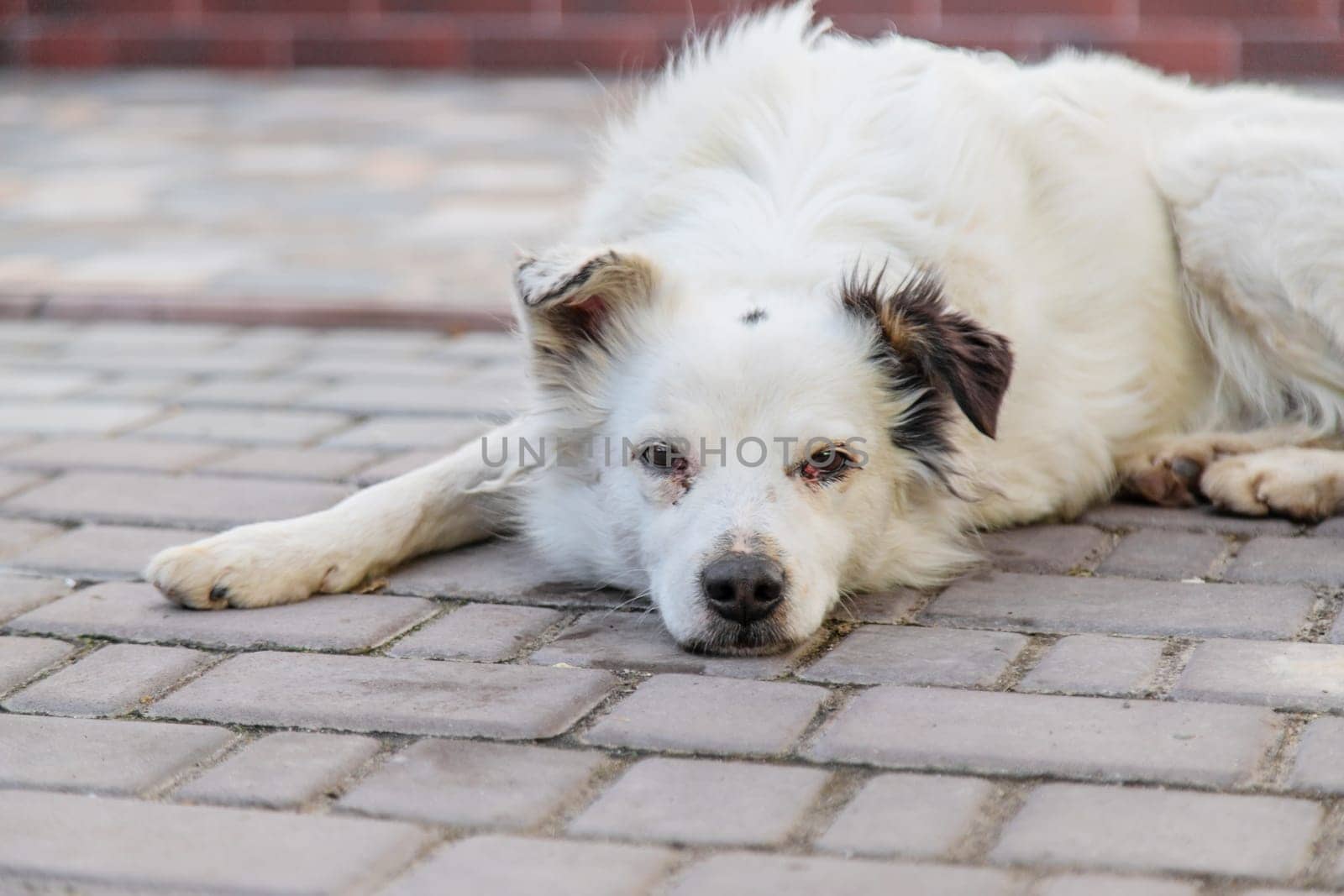 Sad homeless dog on the street. Selective focus. animal.