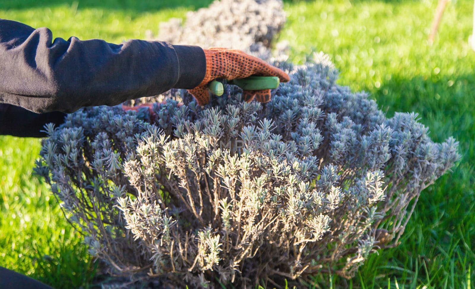 Gardener trimming lavender bushes. Selective focus. nature.