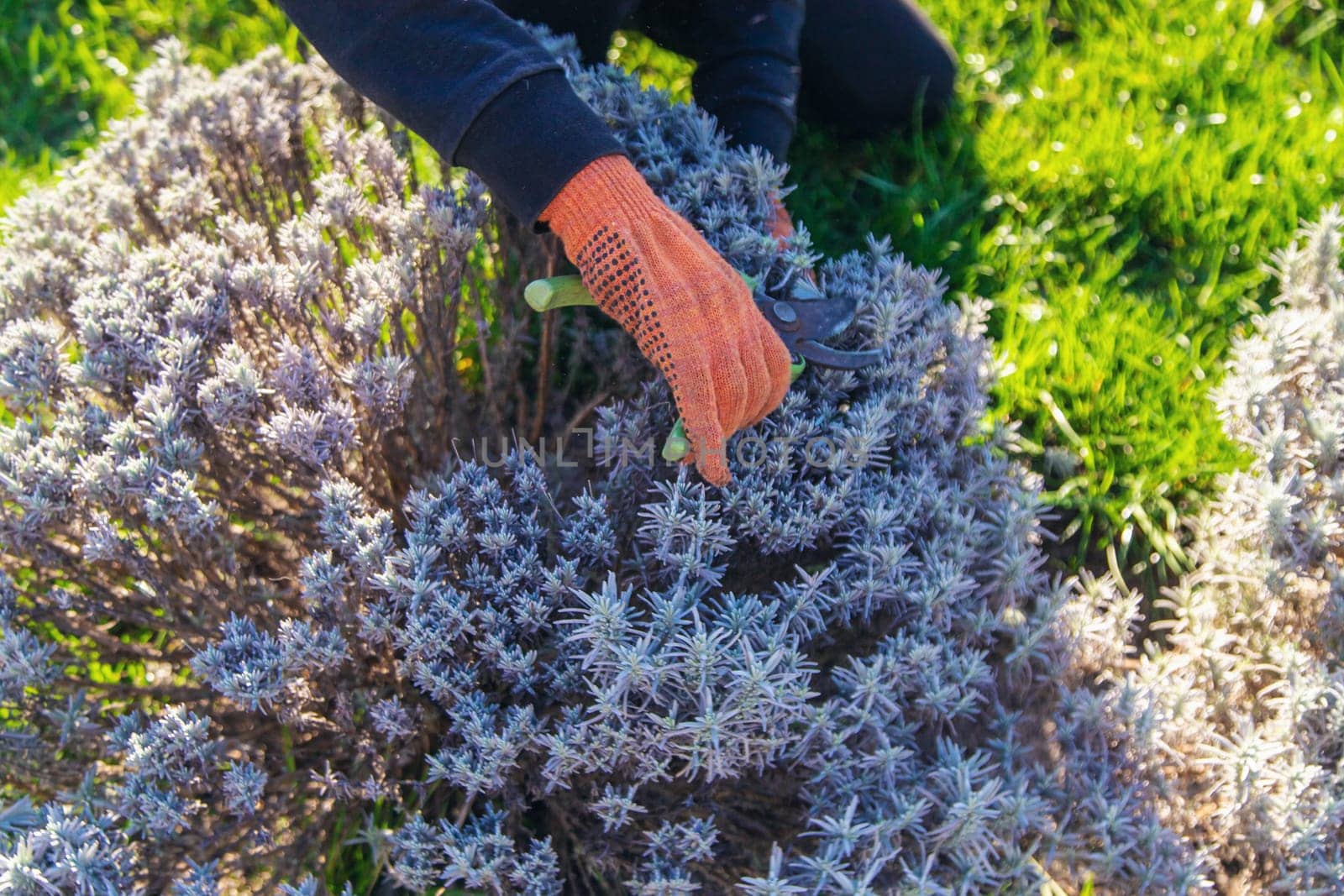 Gardener trimming lavender bushes. Selective focus. nature.