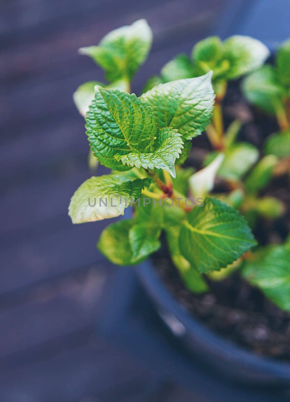 Hydrangea unfurls its leaves in spring. Selective focus. nature.