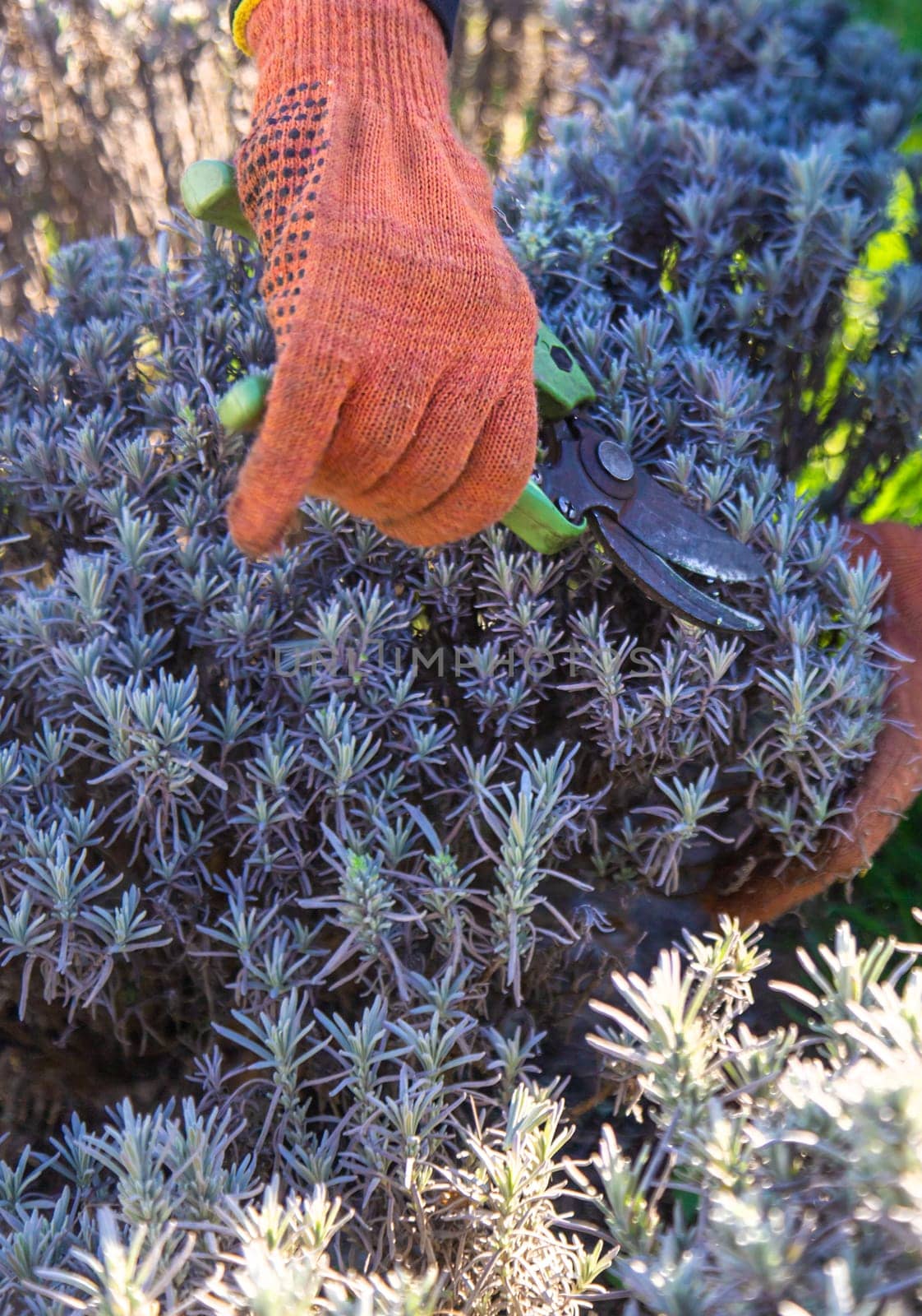 Gardener trimming lavender bushes. Selective focus. nature.