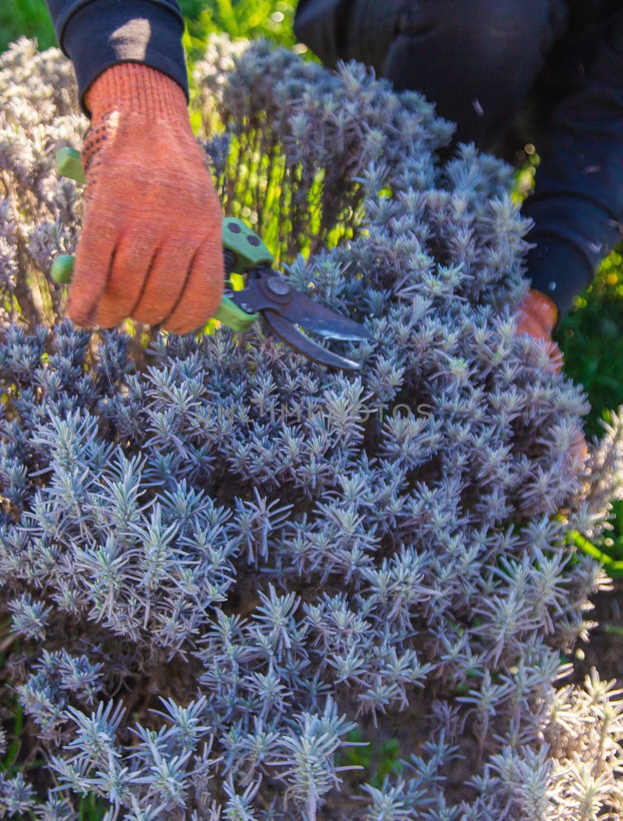Gardener trimming lavender bushes. Selective focus. nature.