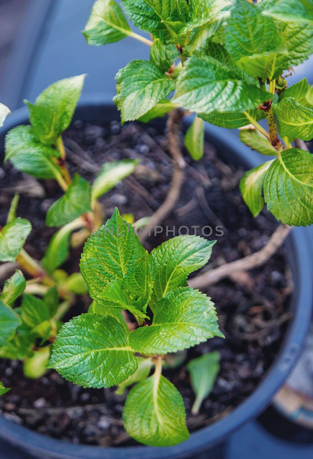 Hydrangea unfurls its leaves in spring. Selective focus. nature.