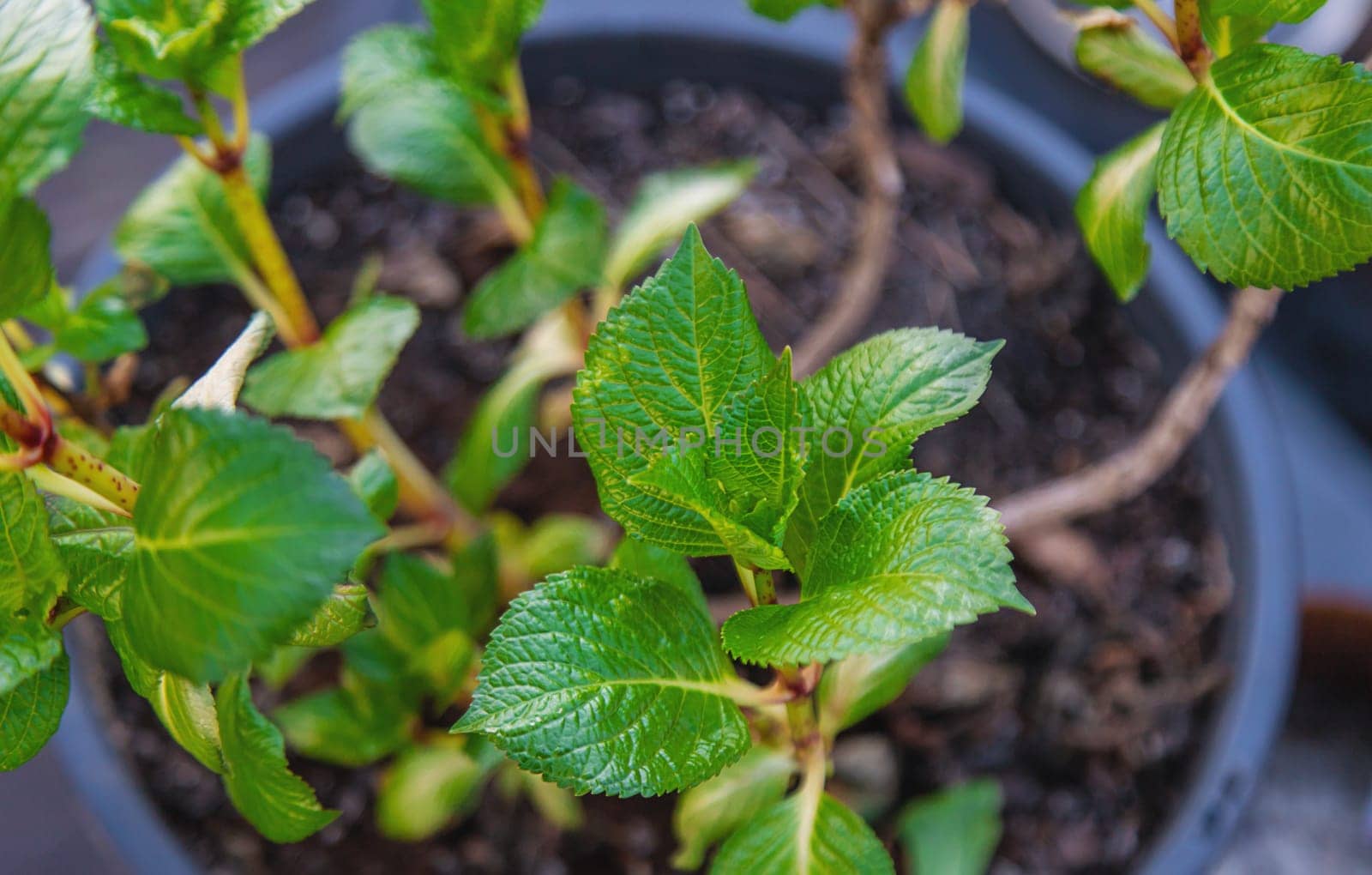 Hydrangea unfurls its leaves in spring. Selective focus. nature.