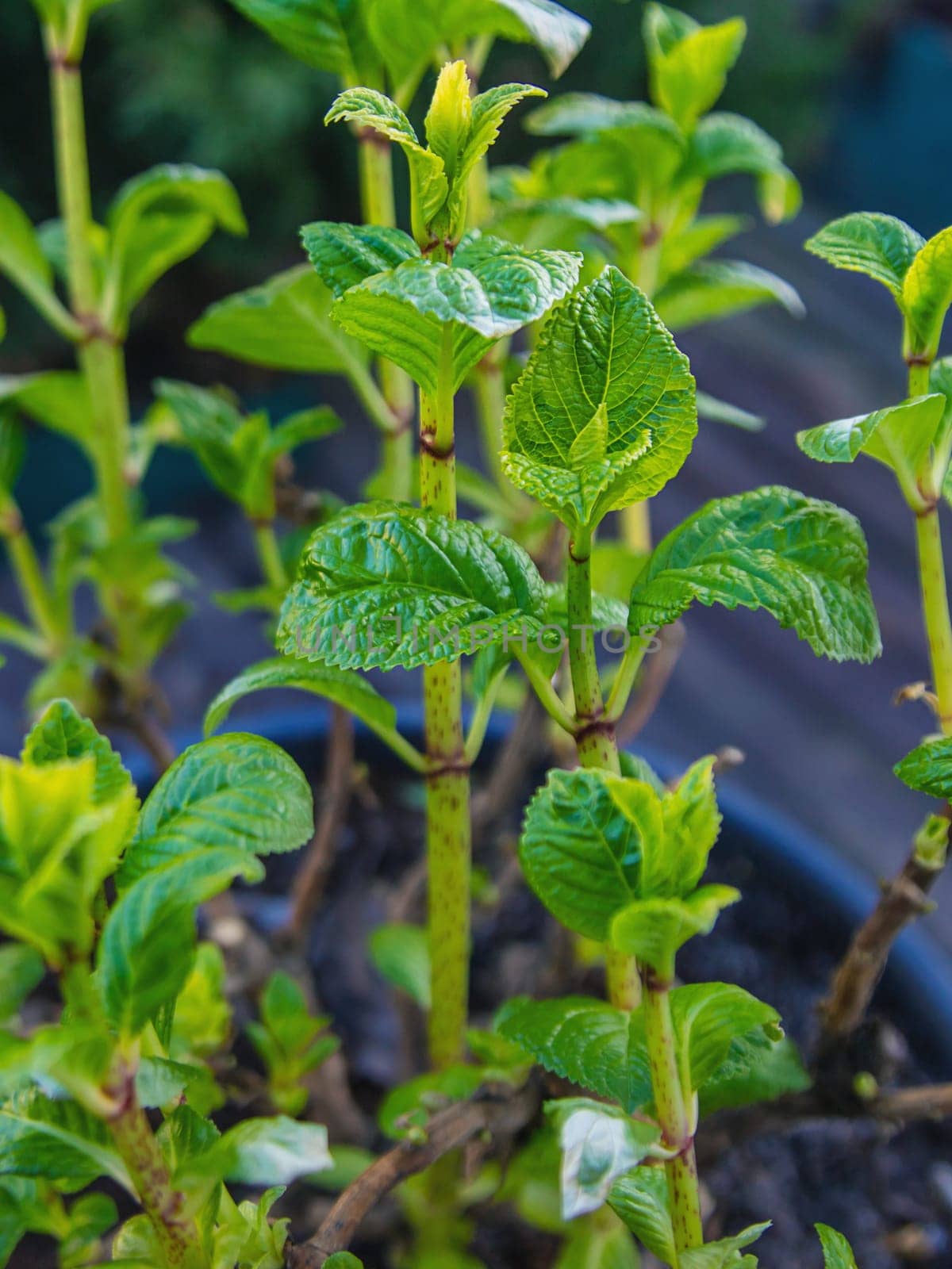 Hydrangea unfurls its leaves in spring. Selective focus. nature.