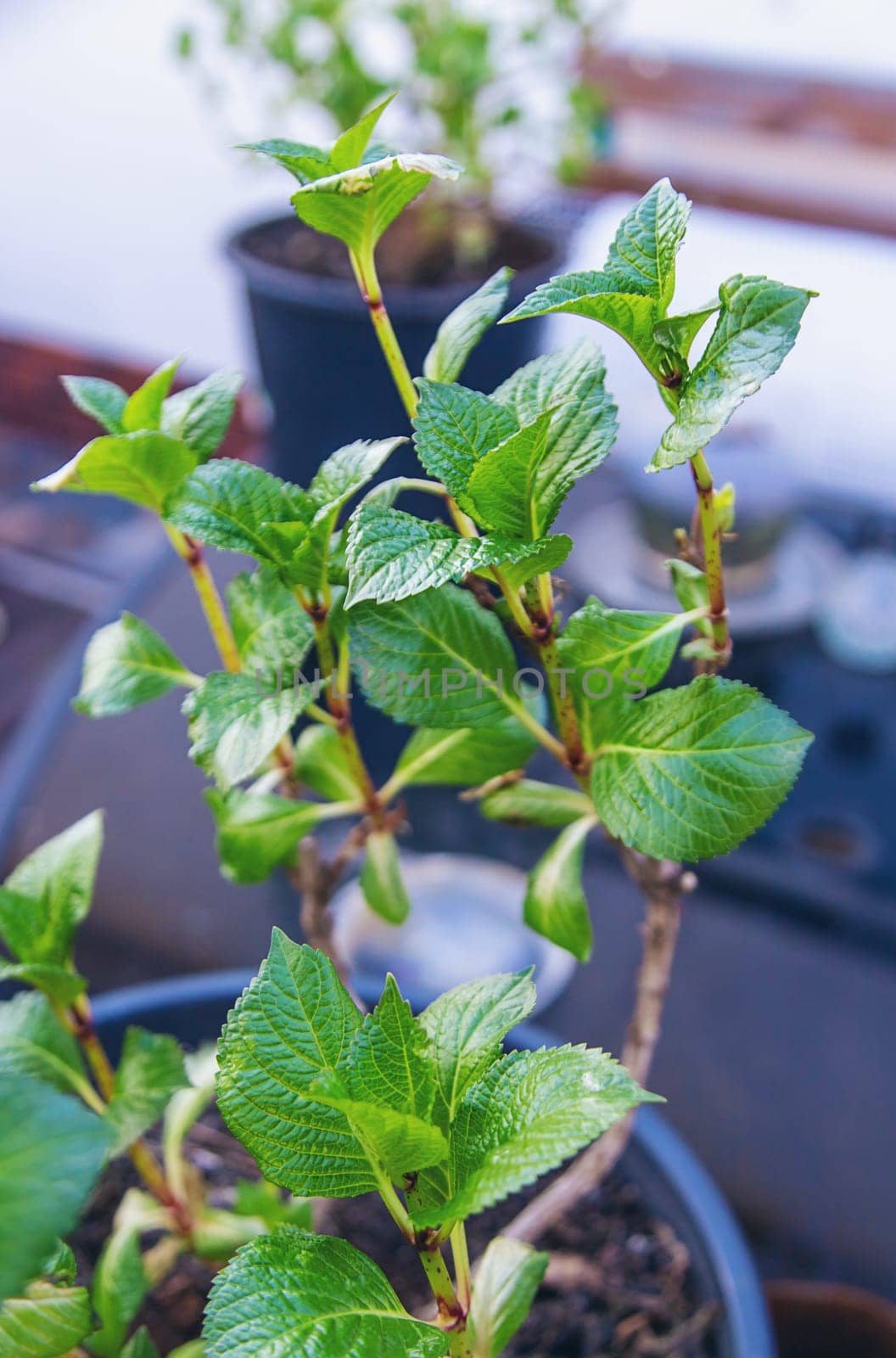 Hydrangea unfurls its leaves in spring. Selective focus. nature.