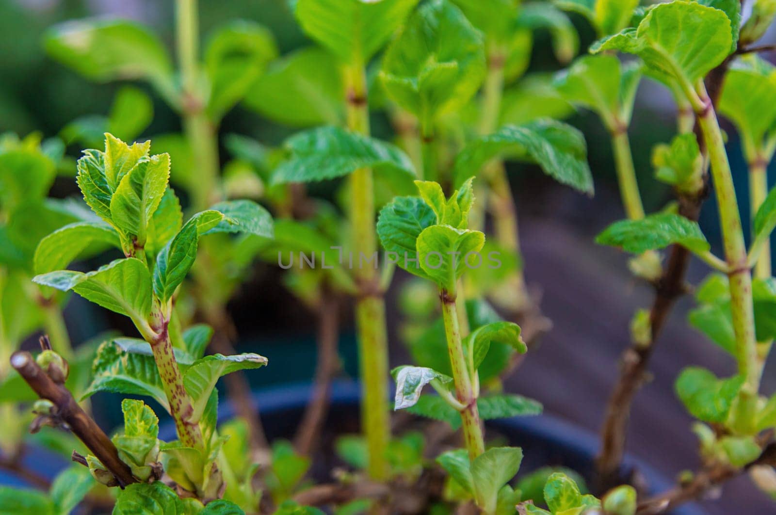 Hydrangea unfurls its leaves in spring. Selective focus. nature.