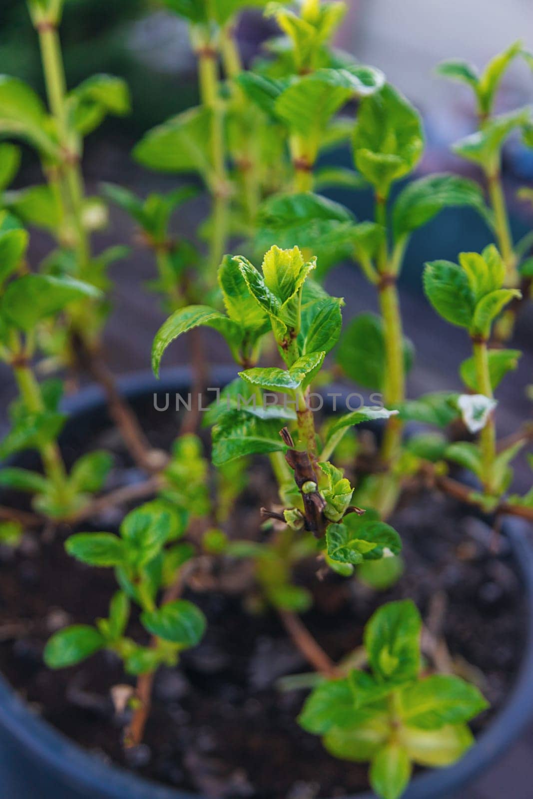 Hydrangea unfurls its leaves in spring. Selective focus. nature.
