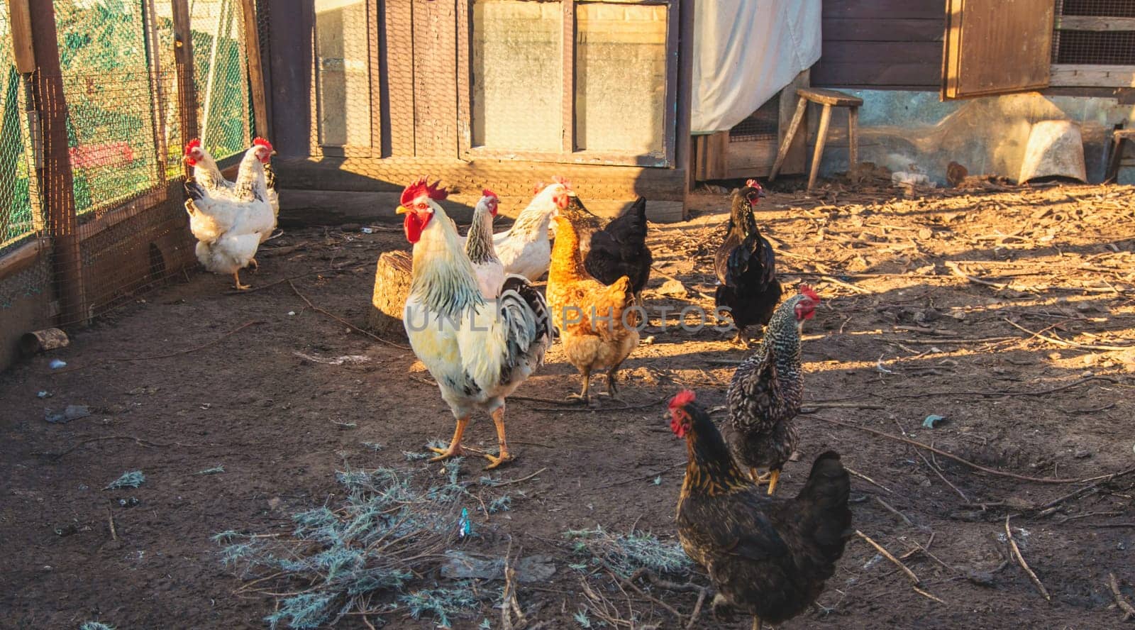 Chickens and a rooster in a henhouse. Selective focus. animal.