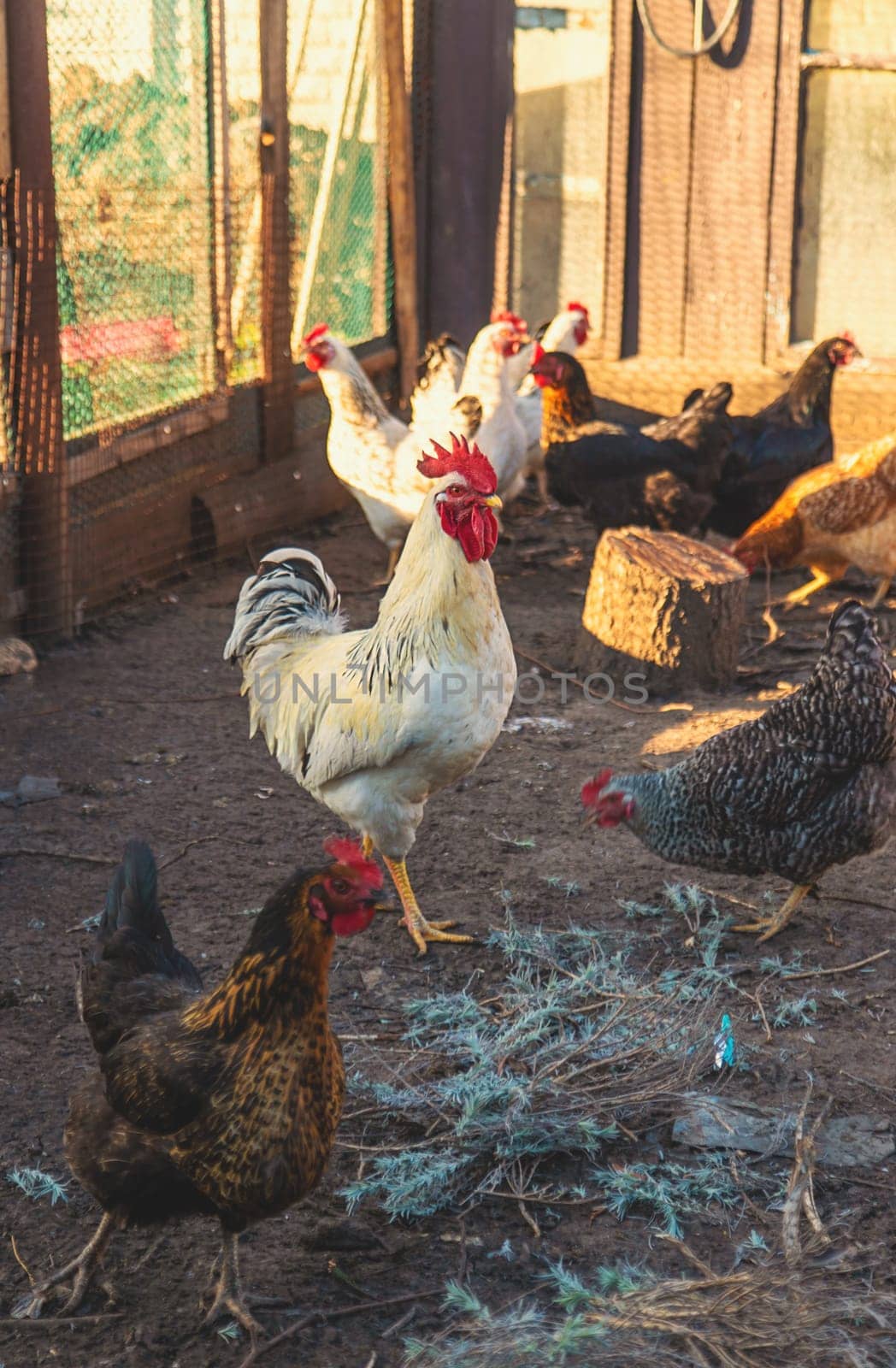 Chickens and a rooster in a henhouse. Selective focus. animal.