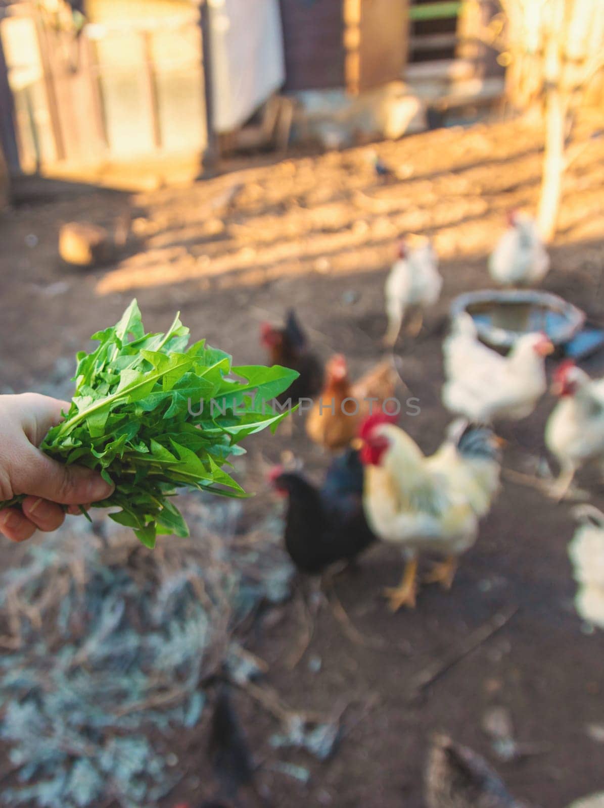 Chickens and a rooster in a henhouse. Selective focus. animal.