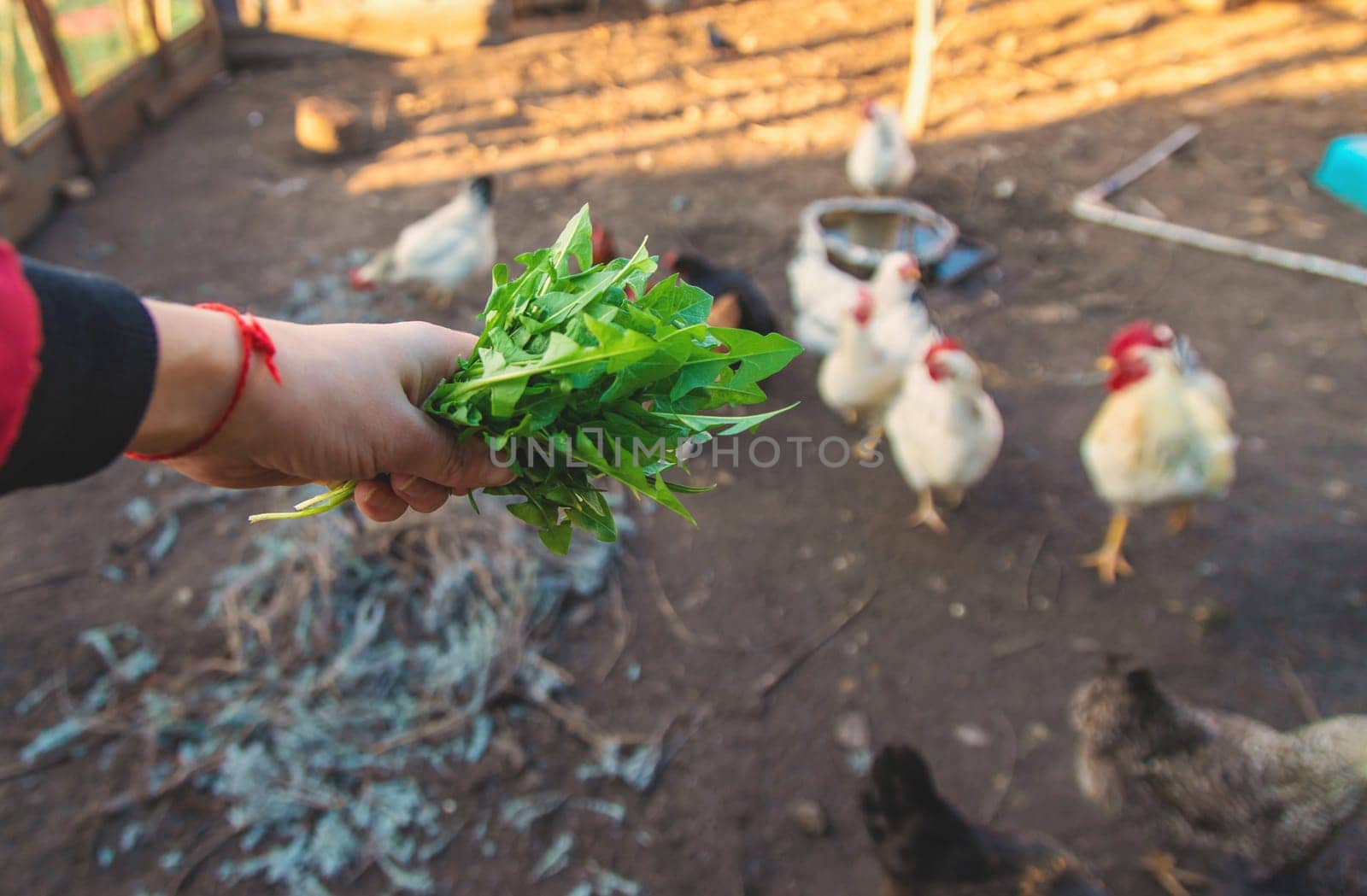 Chickens and a rooster in a henhouse. Selective focus. animal.