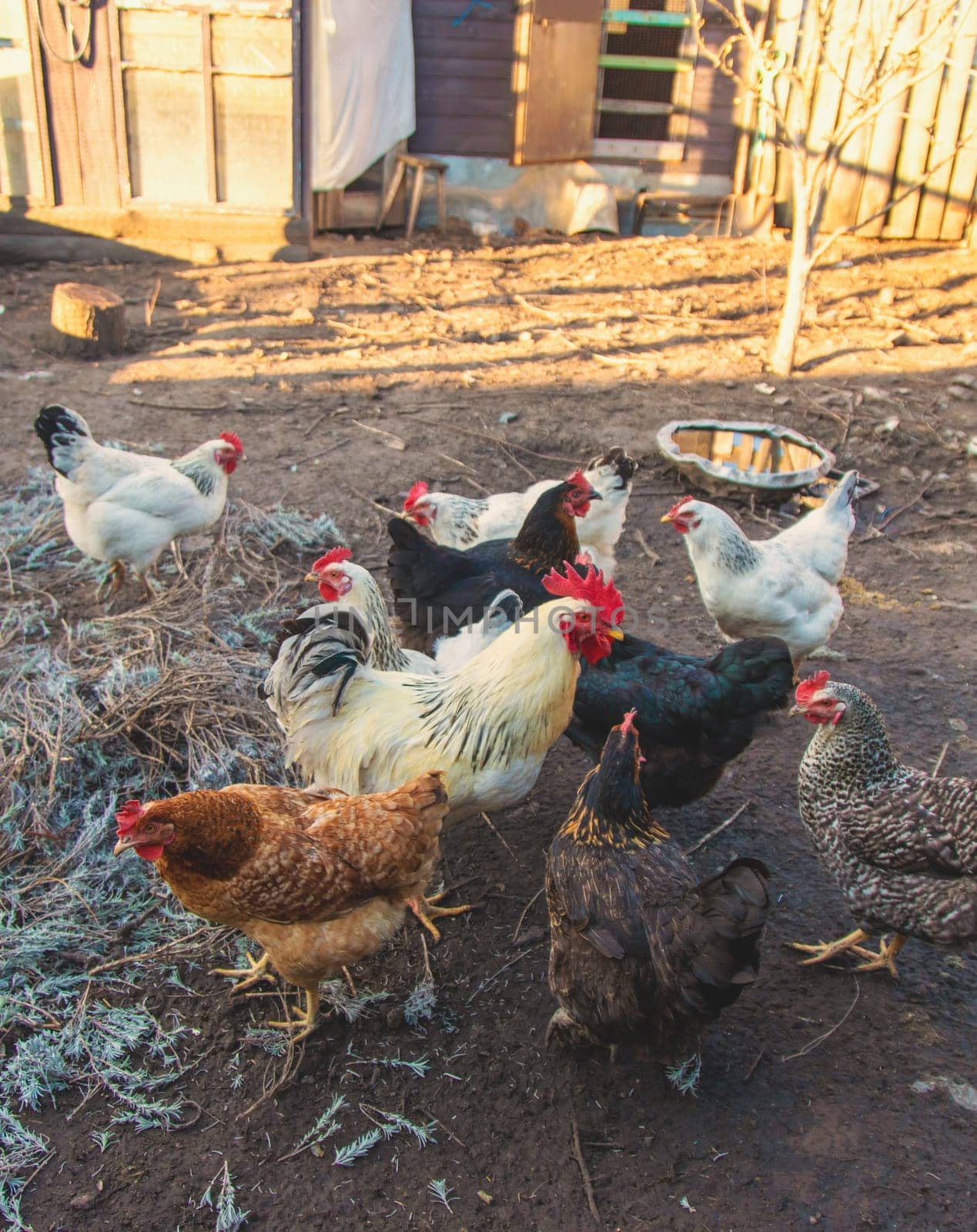 Chickens and a rooster in a henhouse. Selective focus. animal.