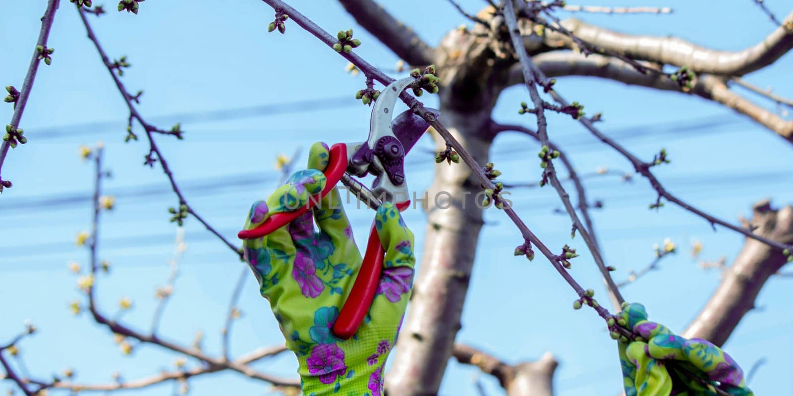 Gardener pruning trees with garden shears, secateurs. Pruning, garden care.