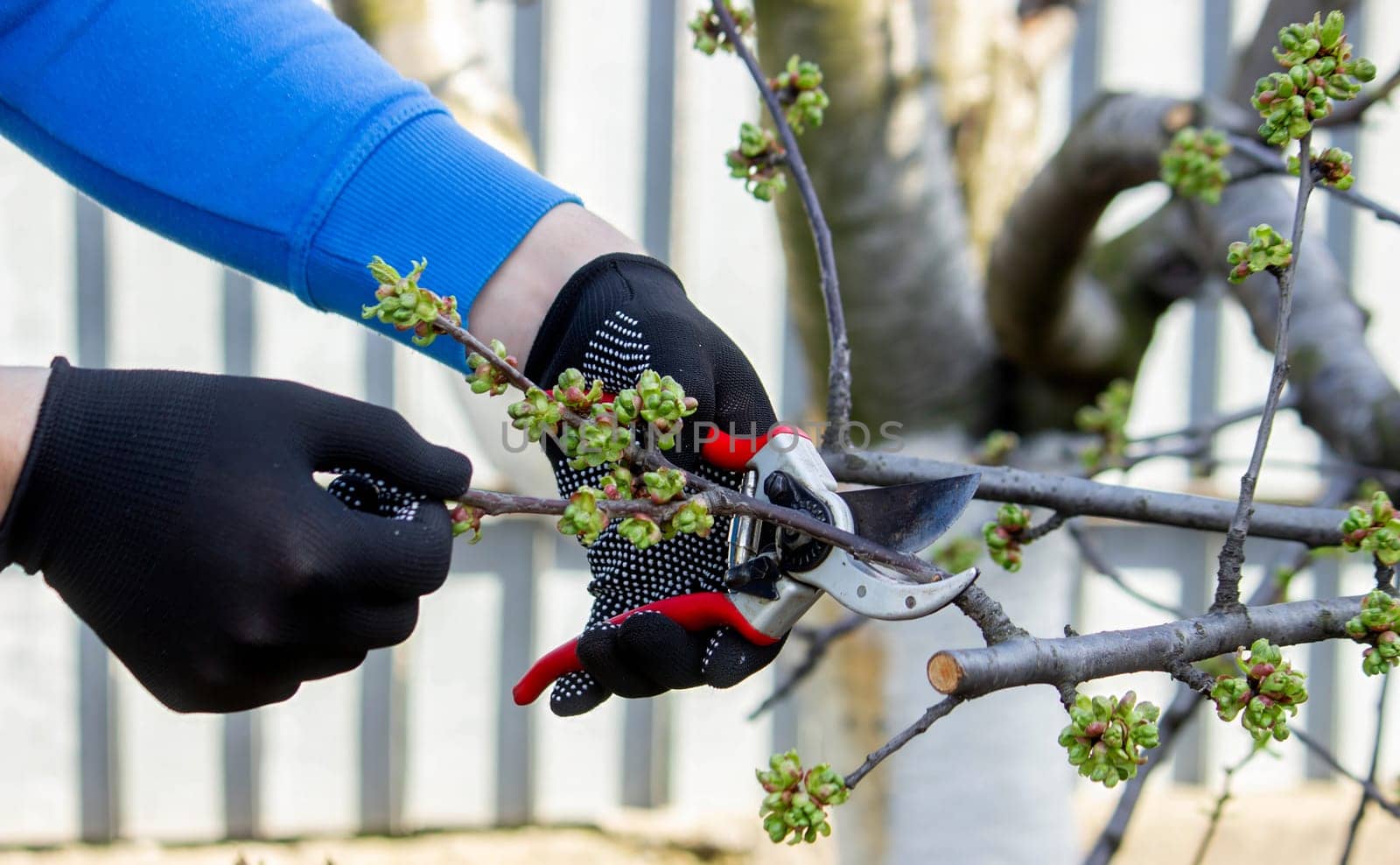Gardener pruning trees with garden shears, secateurs. Pruning, garden care.