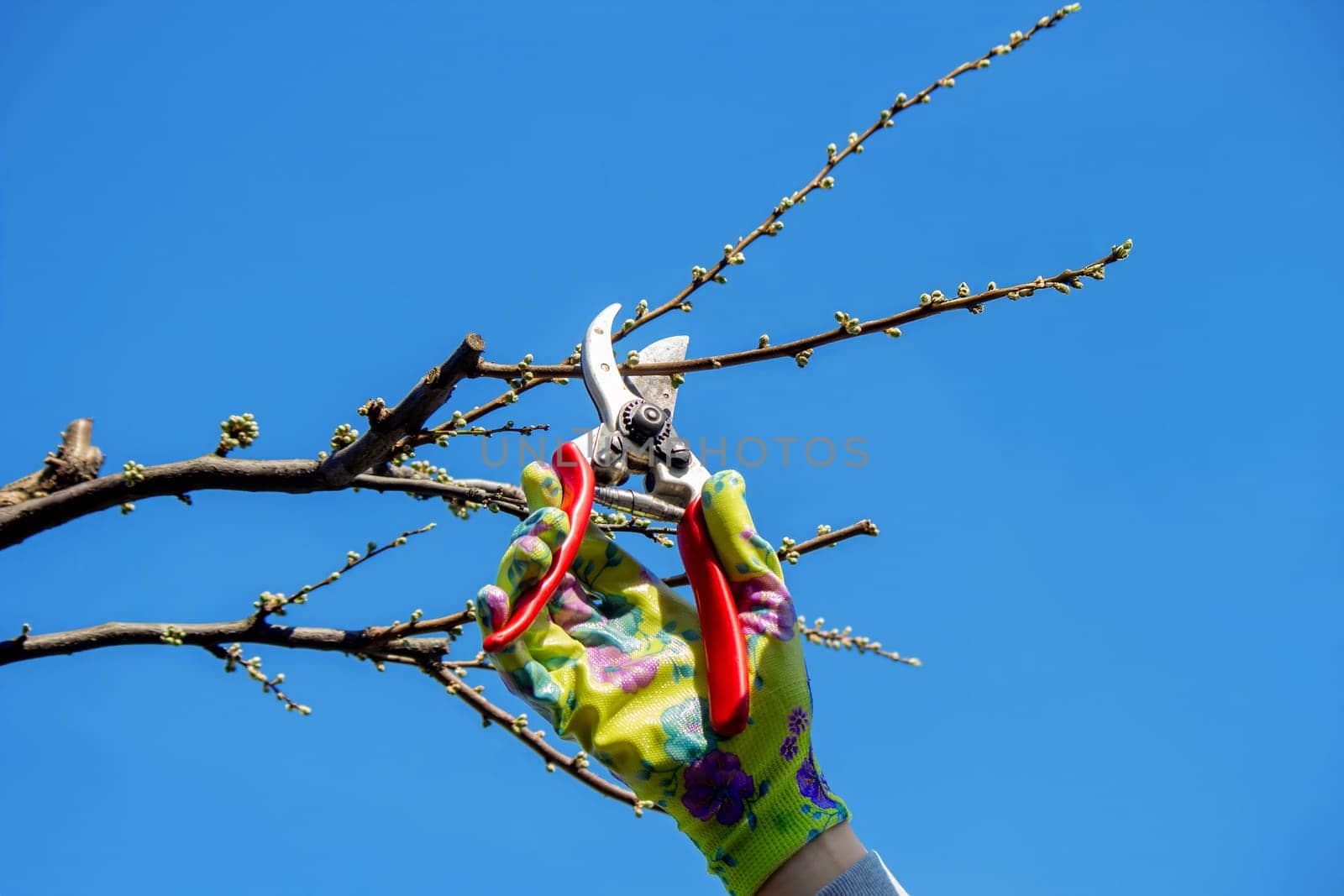 Gardener pruning trees with garden shears, secateurs. Pruning, garden care.