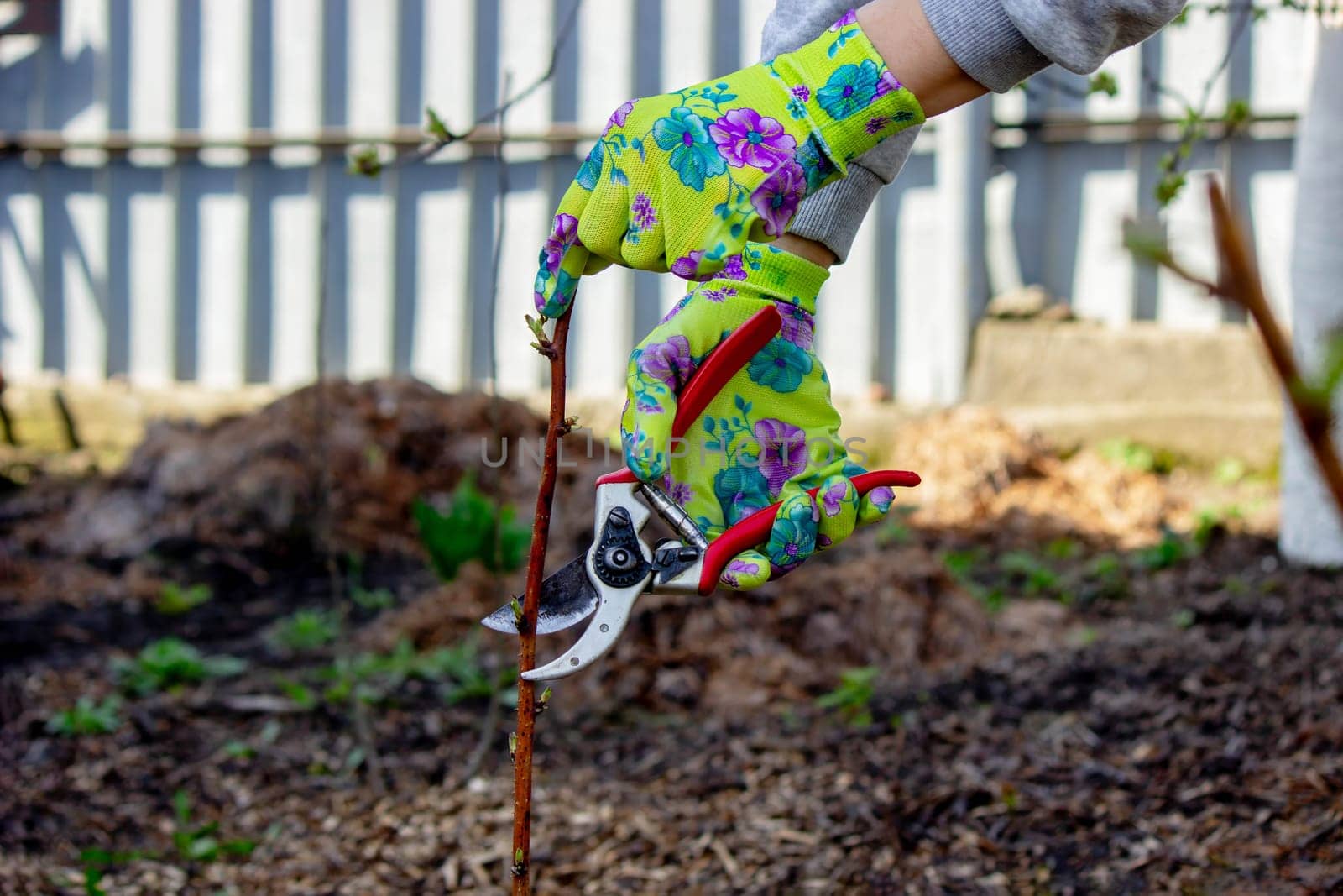 Gardener's hands in gloves work with scissors, pruning raspberry branches.