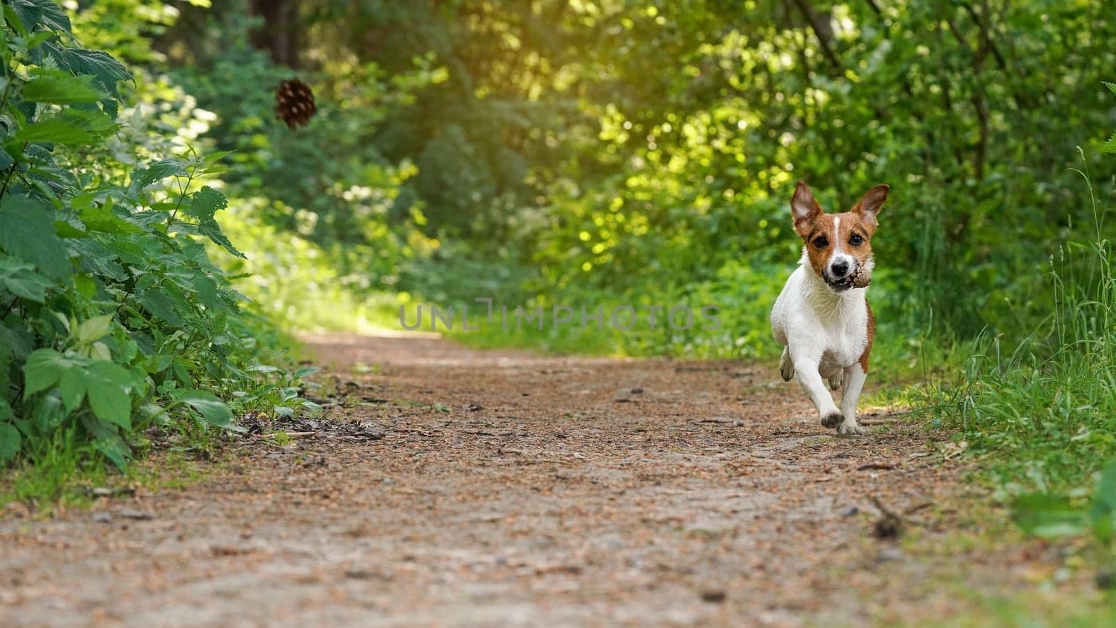 Small Jack Russell terrier walking on forest road, coniferous cone in her mouth, another one flying mid air, grass and trees background