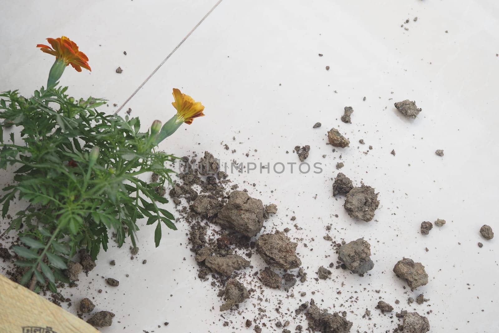 Fresh soil scattered around a flowering plant on the floor.