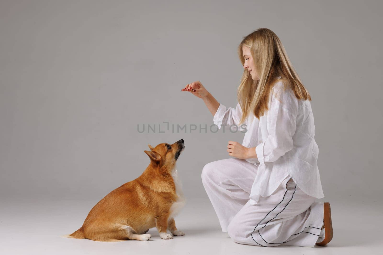 Young woman trains her attentive Welsh Corgi dog with treat in studio, showcasing obedience and bonding.