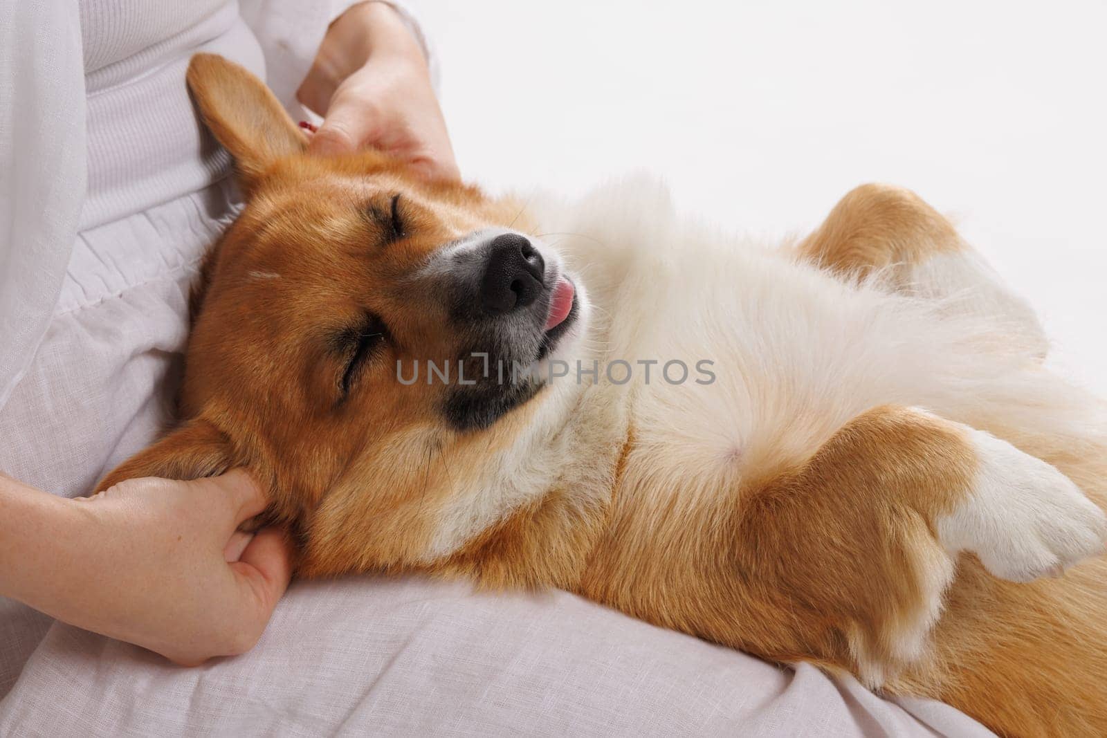 Relaxed Corgi dog laying on owner's lap with eyes closed, enjoying ear massage and showing pure comfort.