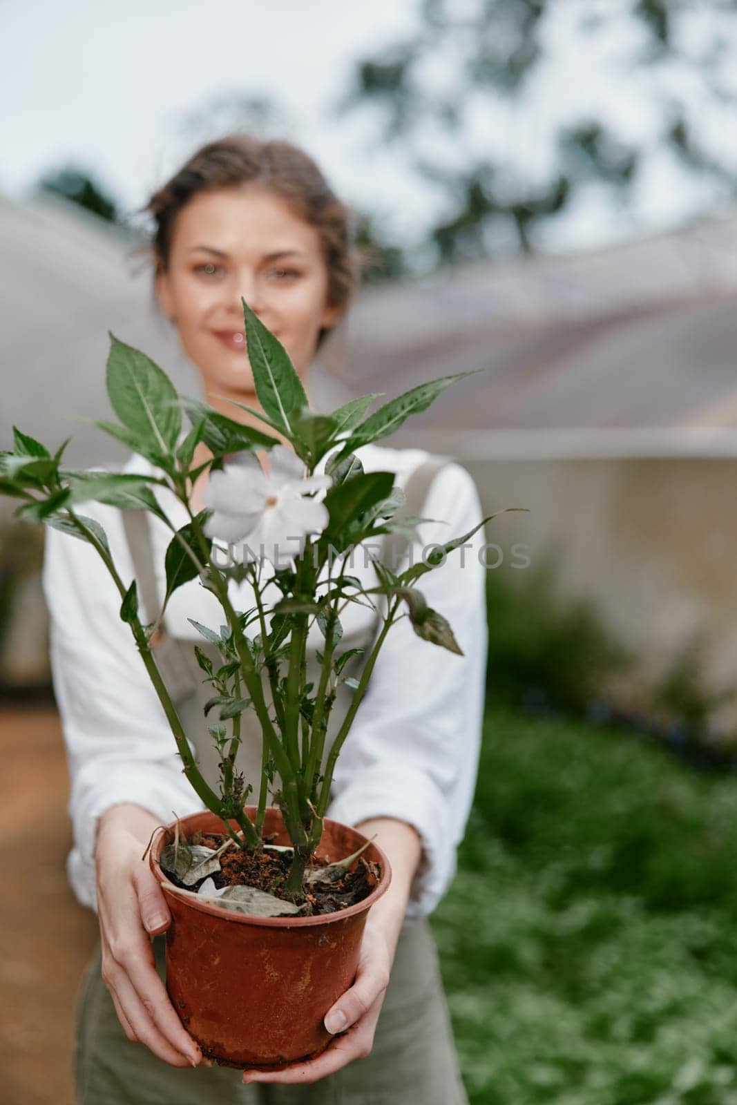 Joyful woman presents a potted plant in a sunny greenhouse, embodying themes of nature, growth, and sustainable living Perfect for gardening and eco friendly concepts