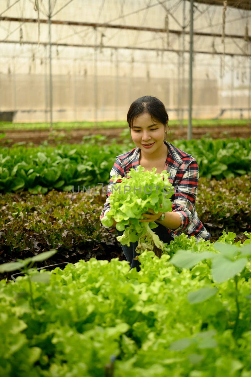 Smiling woman harvesting fresh green lettuce in a greenhouse. Organic farming concept.