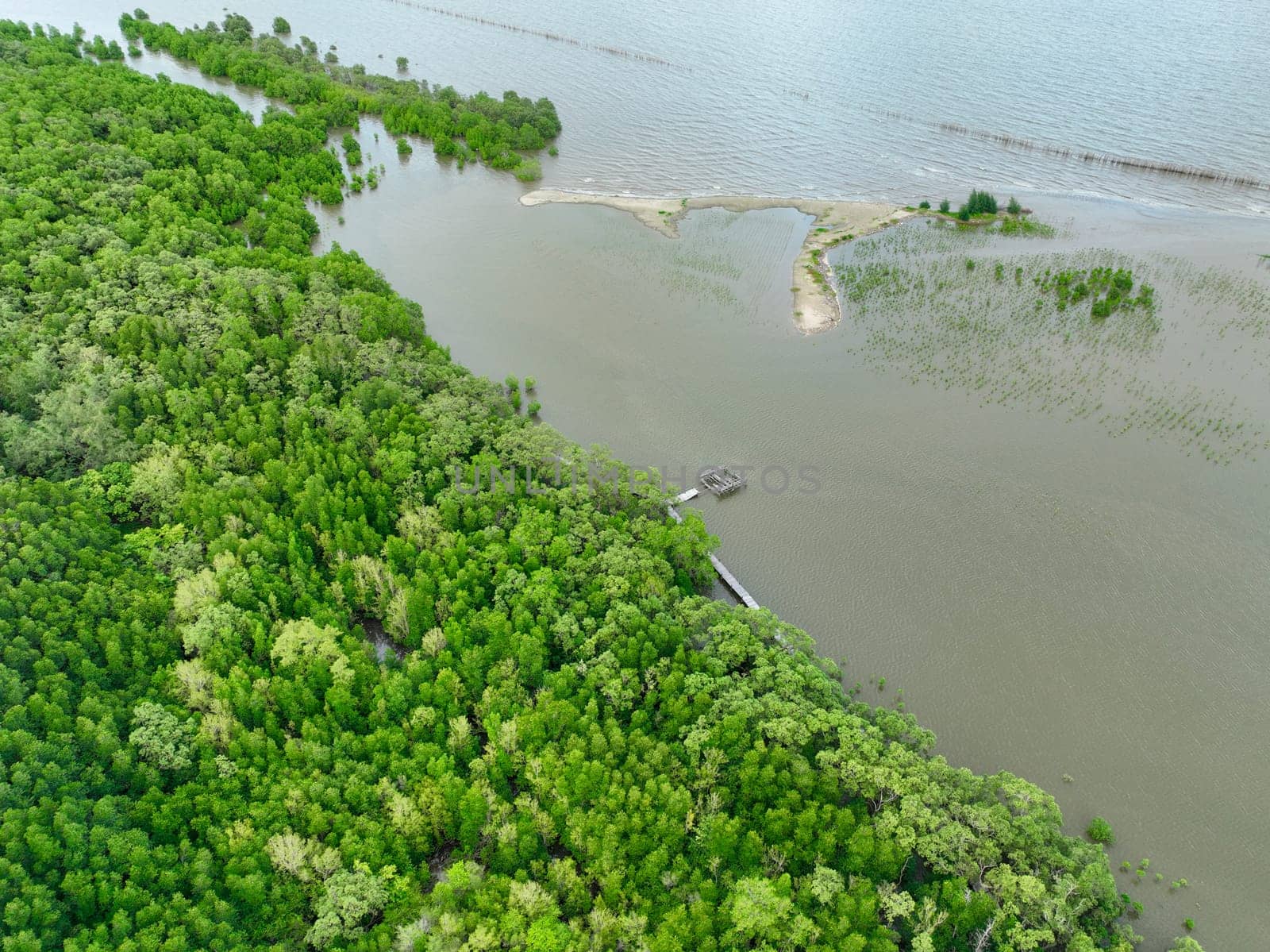 Aerial view green mangrove forest. Natural carbon sinks. Mangroves trees capture CO2. Blue carbon ecosystems. Mangroves absorb carbon dioxide emissions and mitigating global warming. Green ecosystem.