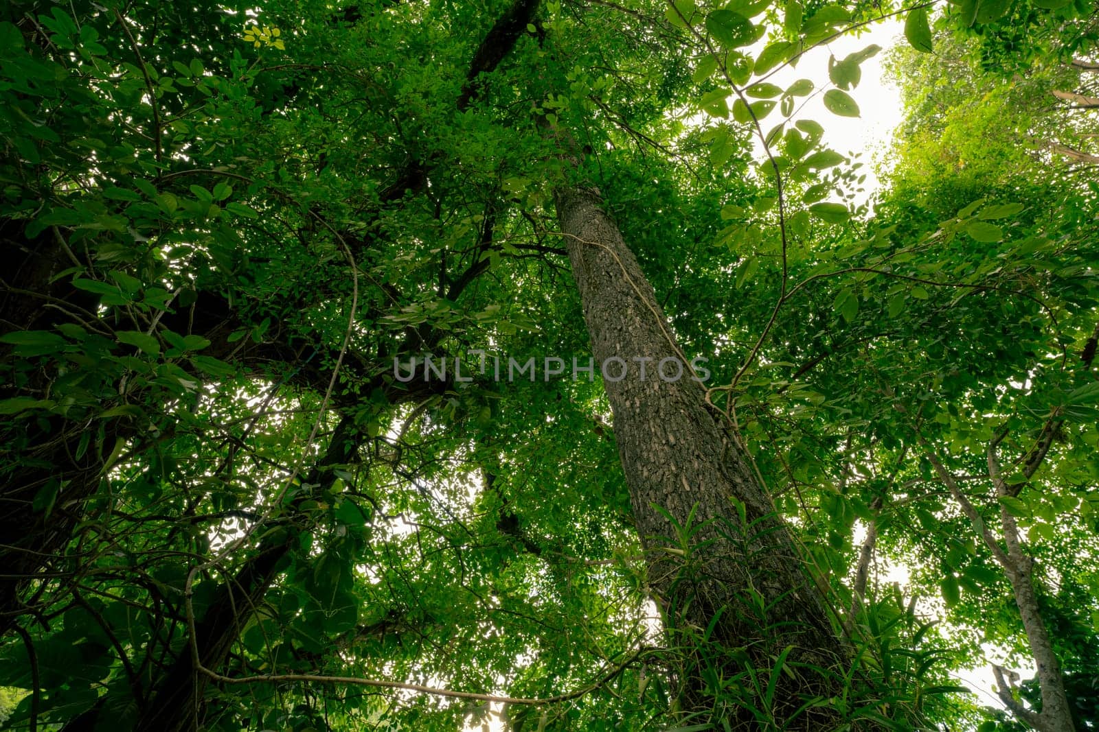 Looking up view of tree trunk to green leaves of tree in forest with sun light. Fresh environment in green woods. Forest tree on sunny day. Natural carbon capture. Sustainable conservation and ecology