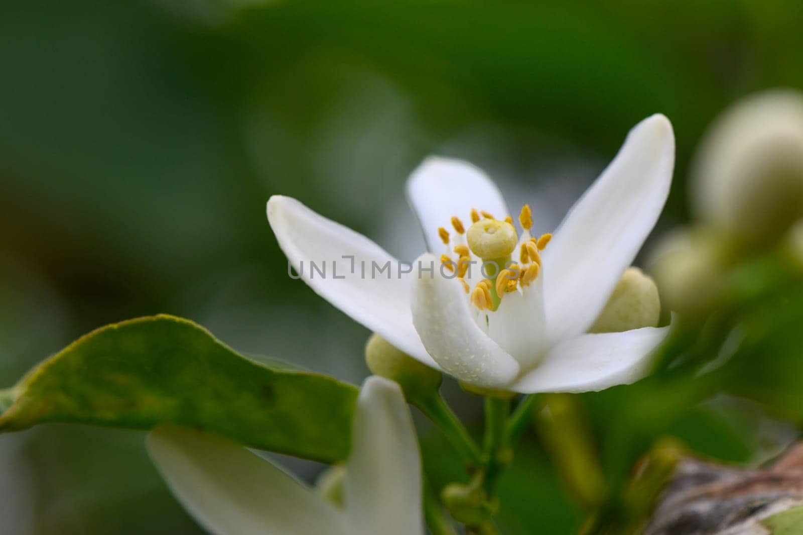 A white citrus blossom unfolds amidst green foliage, its bright yellow stamens creating a stunning contrast. Morning dew glistens, capturing the essence of spring's renewal and vitality.