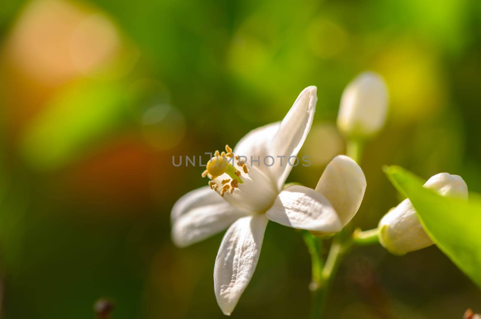 A delicate white flower reveals its intricate petals, surrounded by lush green leaves, under the warm sun of a spring day, showcasing nature's beauty in full bloom.
