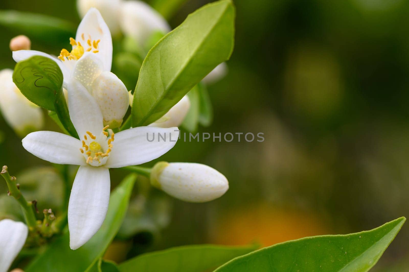 Delicate white citrus flowers adorn lush green leaves in a sunlit garden, epitomizing the beauty of spring. Soft petals invite pollinators while nature comes alive around them.