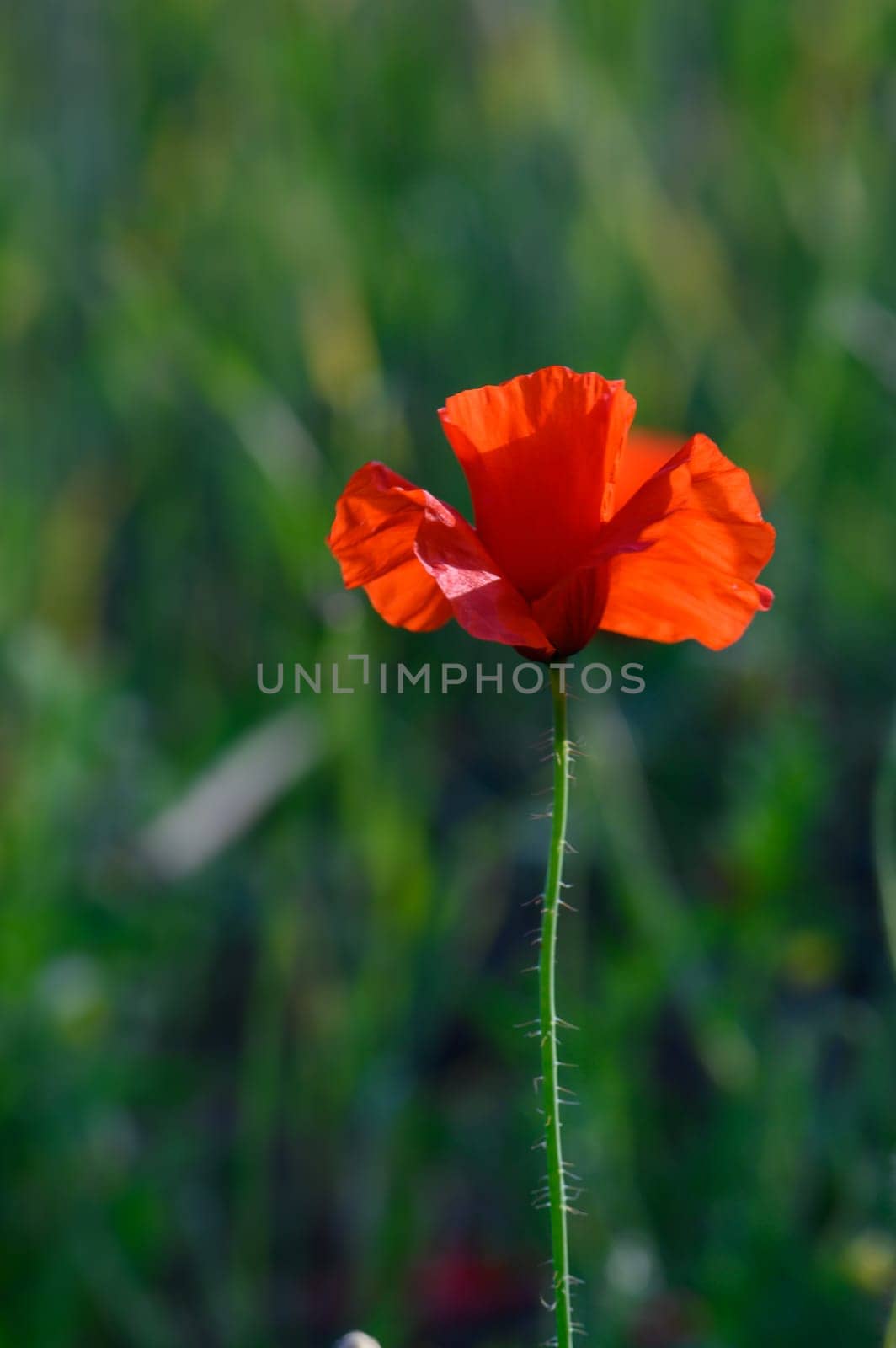A solitary red poppy stands tall against a backdrop of lush green grass, capturing the warm sunlight. This beautiful flower symbolizes renewal and the joy of nature in early spring.