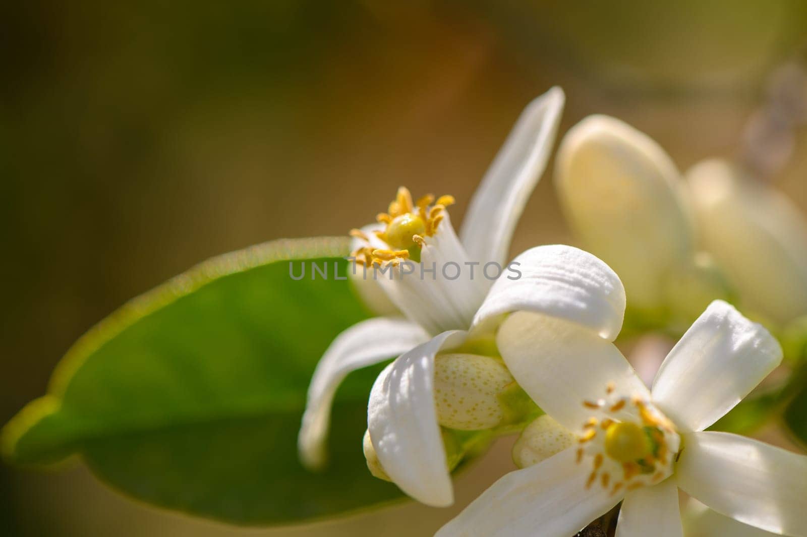 Fresh white blossoms unfurl in a sunny garden, surrounded by lush green leaves. The warm sunlight enhances their delicate beauty, inviting appreciation of spring's arrival.