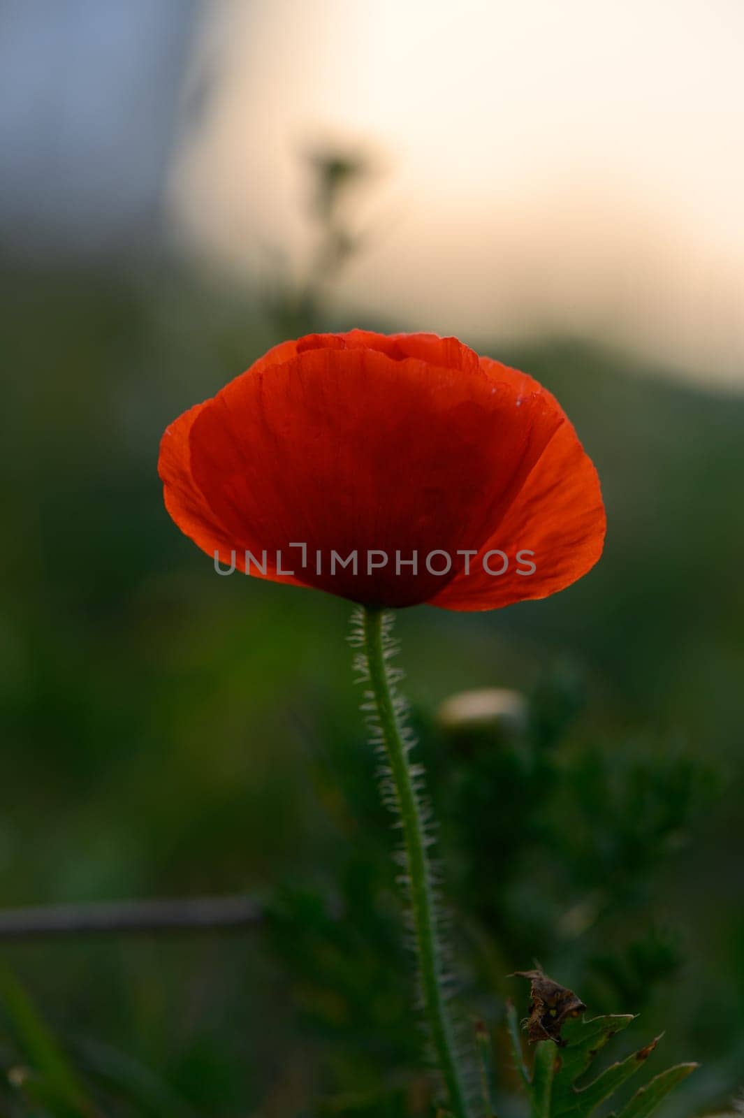 In a peaceful meadow, a solitary red poppy captures attention with its striking petals, gently swaying in a light breeze under a warm, glowing sky at dusk.
