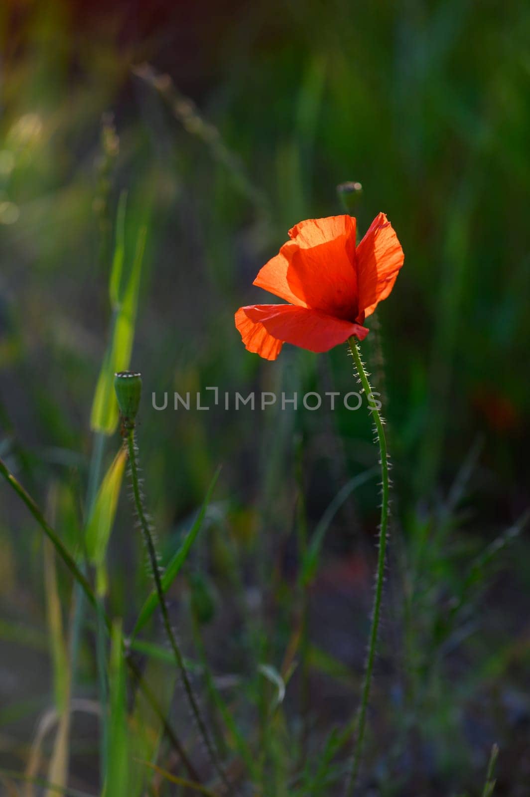 A vibrant red poppy flower blooms gracefully amidst lush green grass, captured in the warm glow of the setting sun, evoking a sense of peace and natural beauty.
