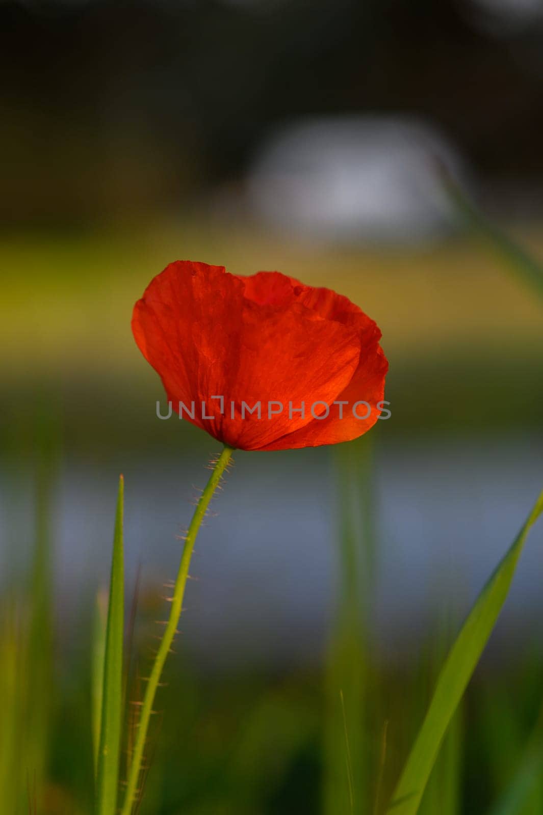 A single red poppy flower rises gracefully from lush green grass against a softly blurred background capturing the tranquil essence of an early evening landscape.