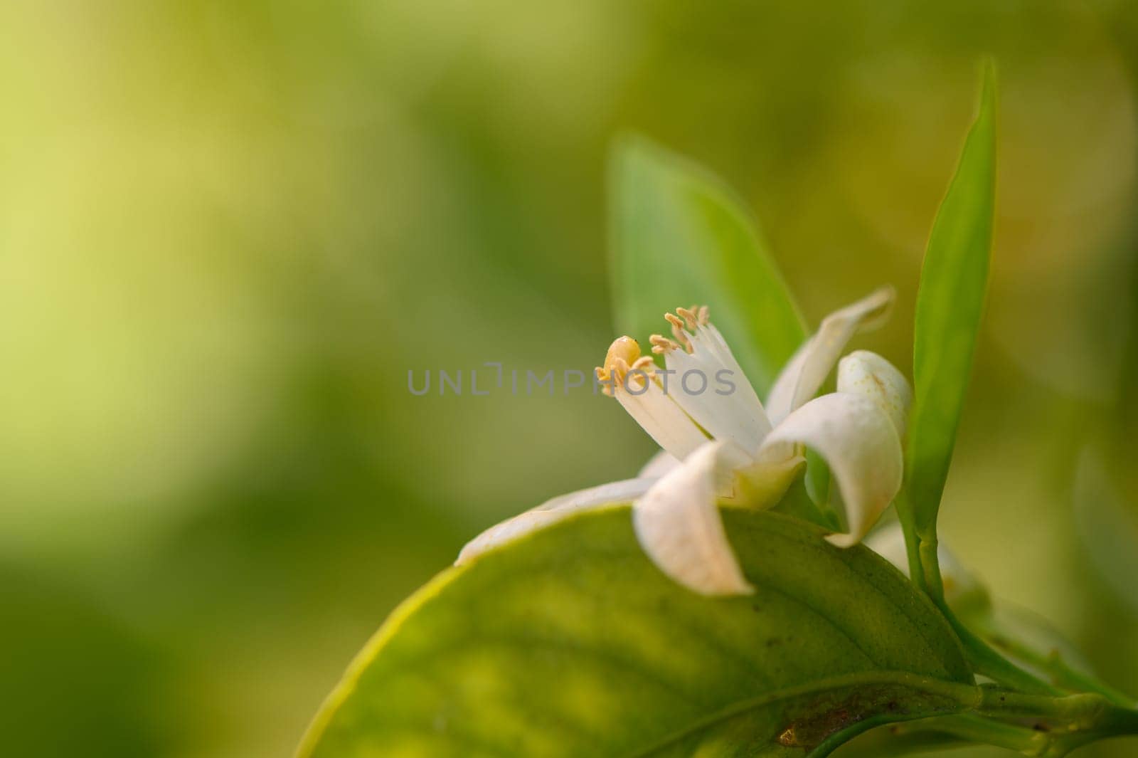A beautiful white citrus flower blooms gracefully, surrounded by lush green leaves in a peaceful garden. This springtime moment captures nature's elegance and freshness.