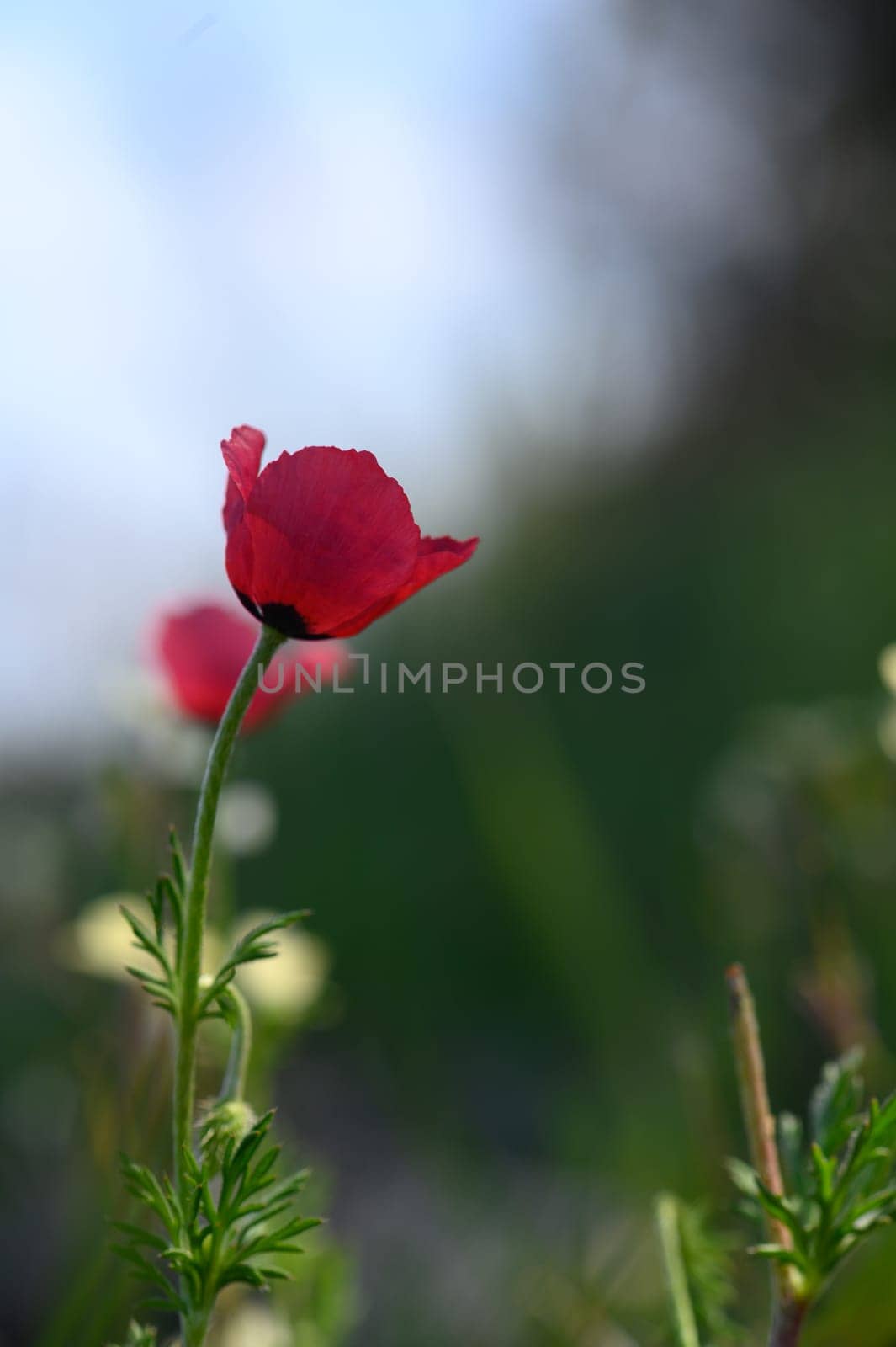A striking red flower sways gently in a light breeze, surrounded by fresh green foliage. The morning sunlight creates a soft glow, enhancing its beauty in a tranquil setting.
