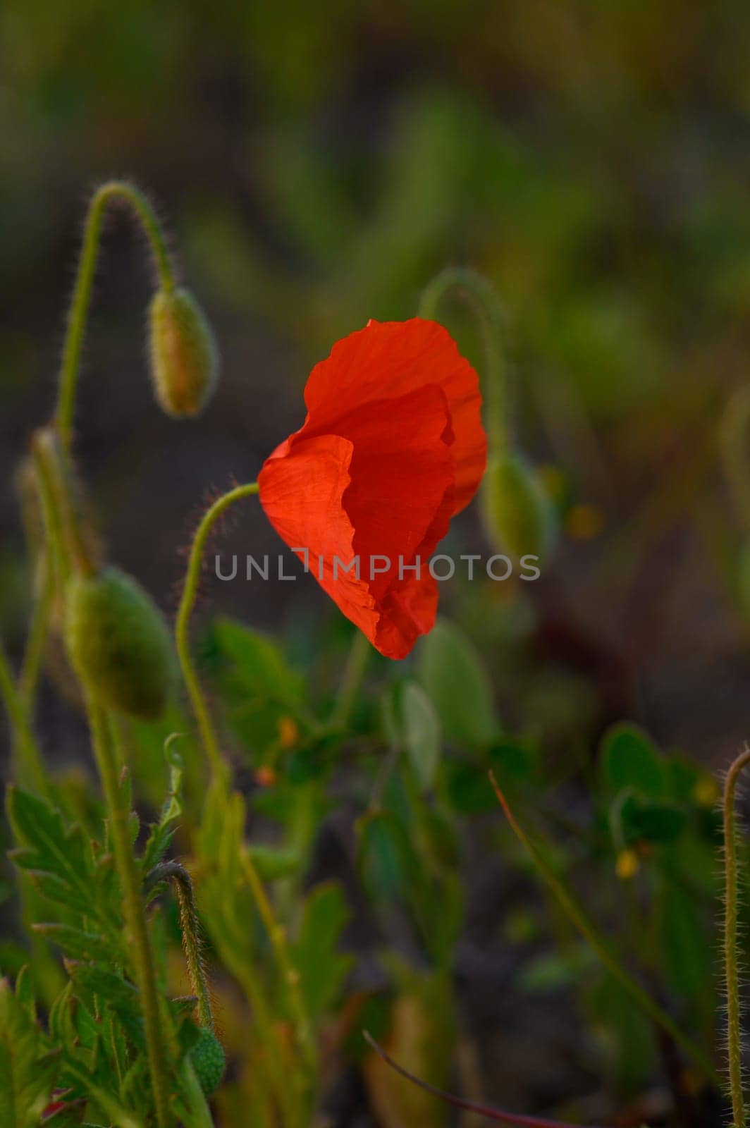 A stunning red poppy stands alone among lush green leaves in a serene meadow, illuminated by the soft light of the golden hour, creating a peaceful spring atmosphere.