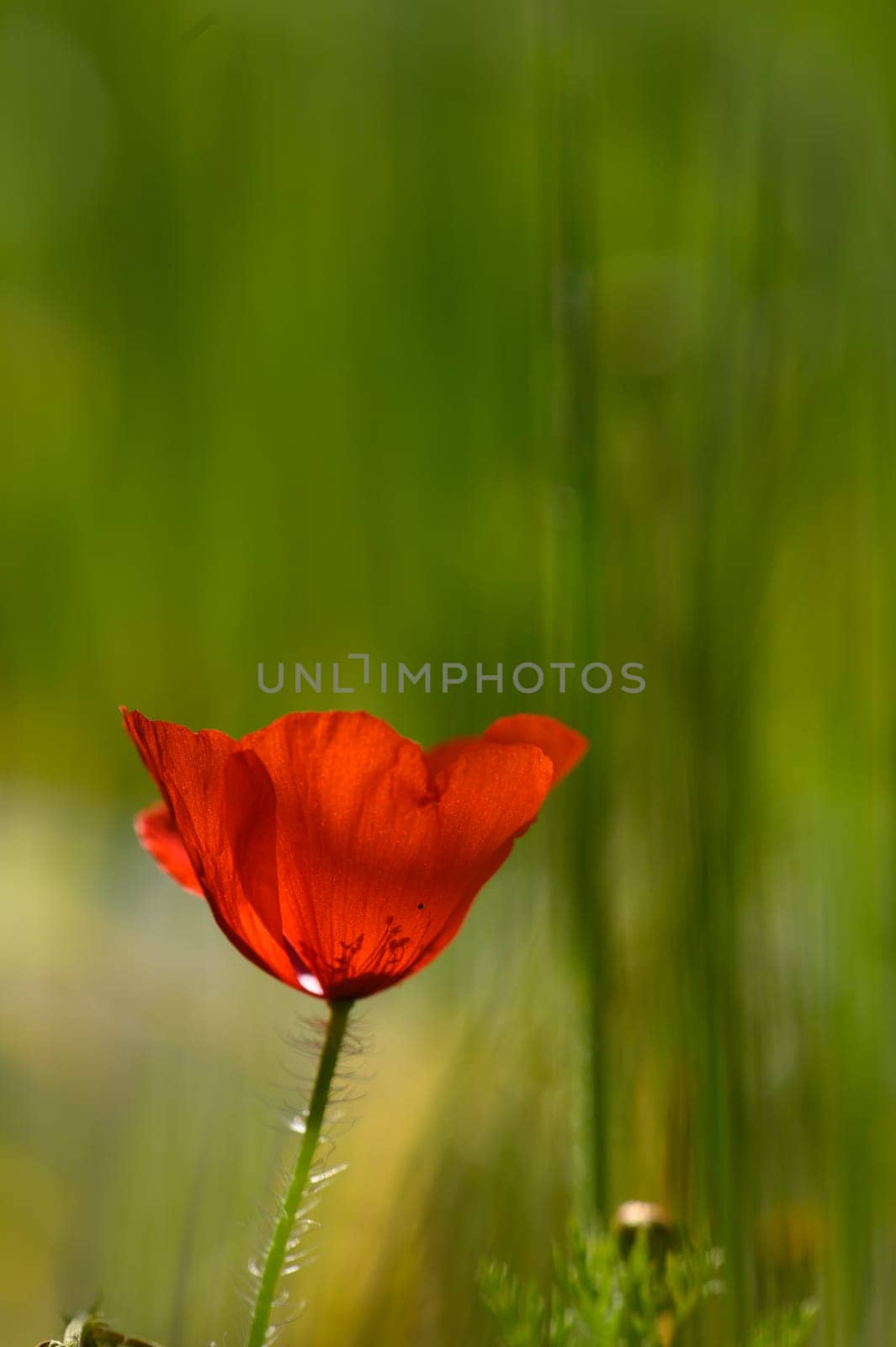 A single bright red poppy blooms gracefully amidst tall green grass, bathed in gentle sunlight, creating a peaceful and refreshing atmosphere in a natural meadow setting.