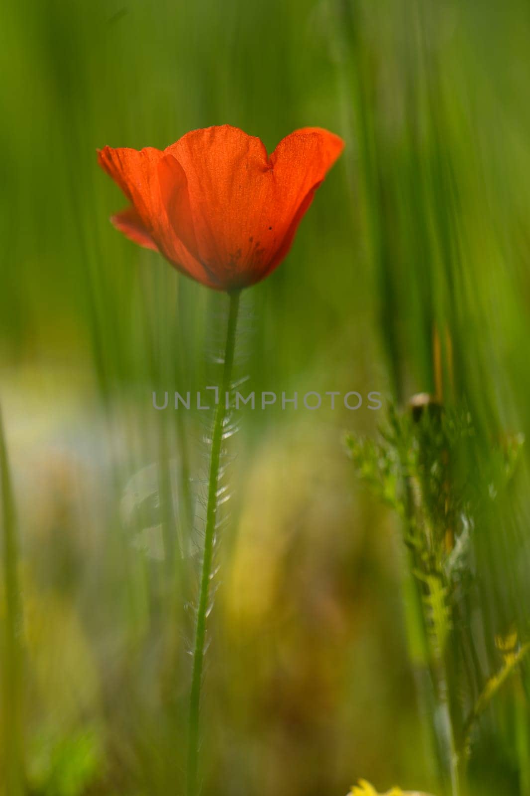 A vibrant red poppy stands alone, its delicate petals contrasting against verdant green grass. Golden sunlight filters softly, enriching the serene atmosphere of the meadow.