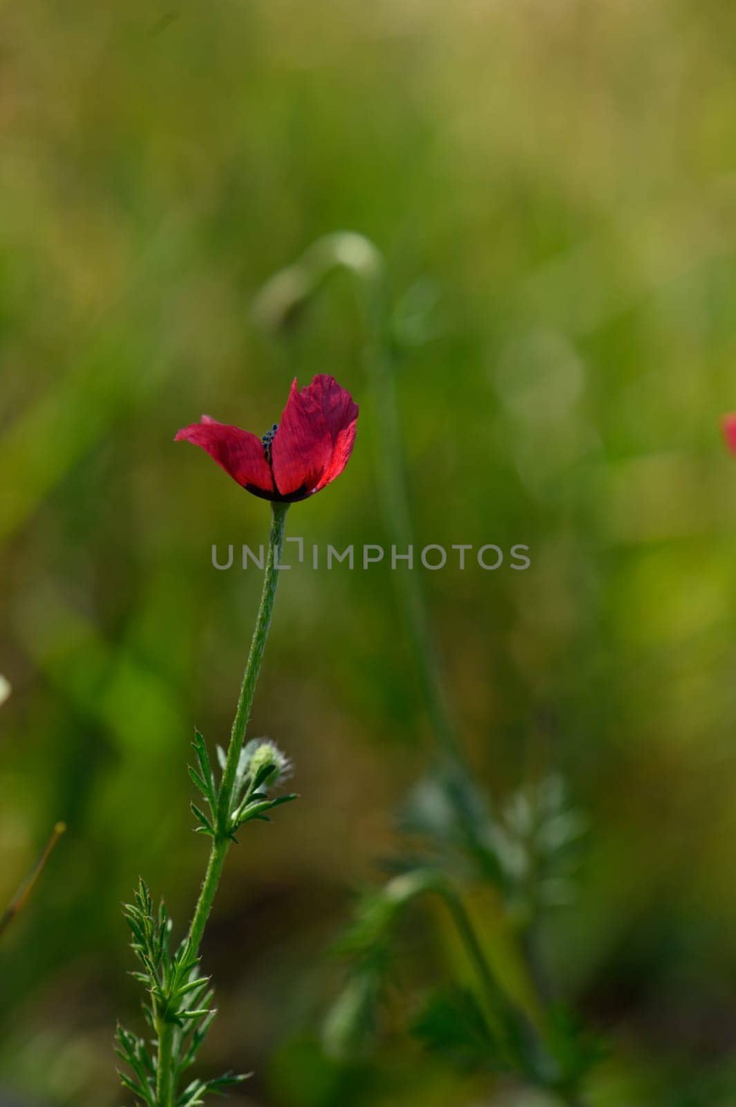 A striking red wildflower emerges gracefully from the vibrant green grass, basking in the golden sun of a serene spring afternoon, creating a perfect moment in nature.