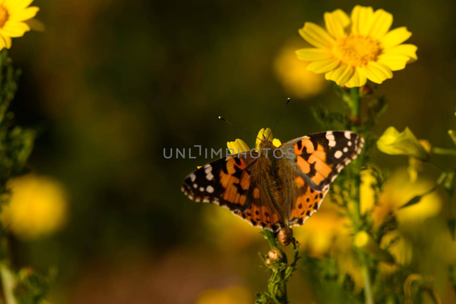 A stunning butterfly with orange and black patterns dances from flower to flower, while lush yellow blooms bask in the warm sunlight, creating a joyful garden atmosphere.