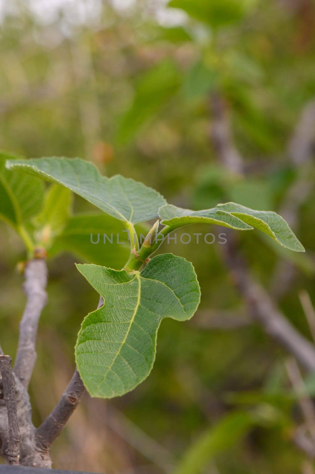 Bright green leaves flourish on a fig tree, showcasing vibrant hues under the soft sunlight. The scene captures the essence of growth and tranquility in a peaceful garden.