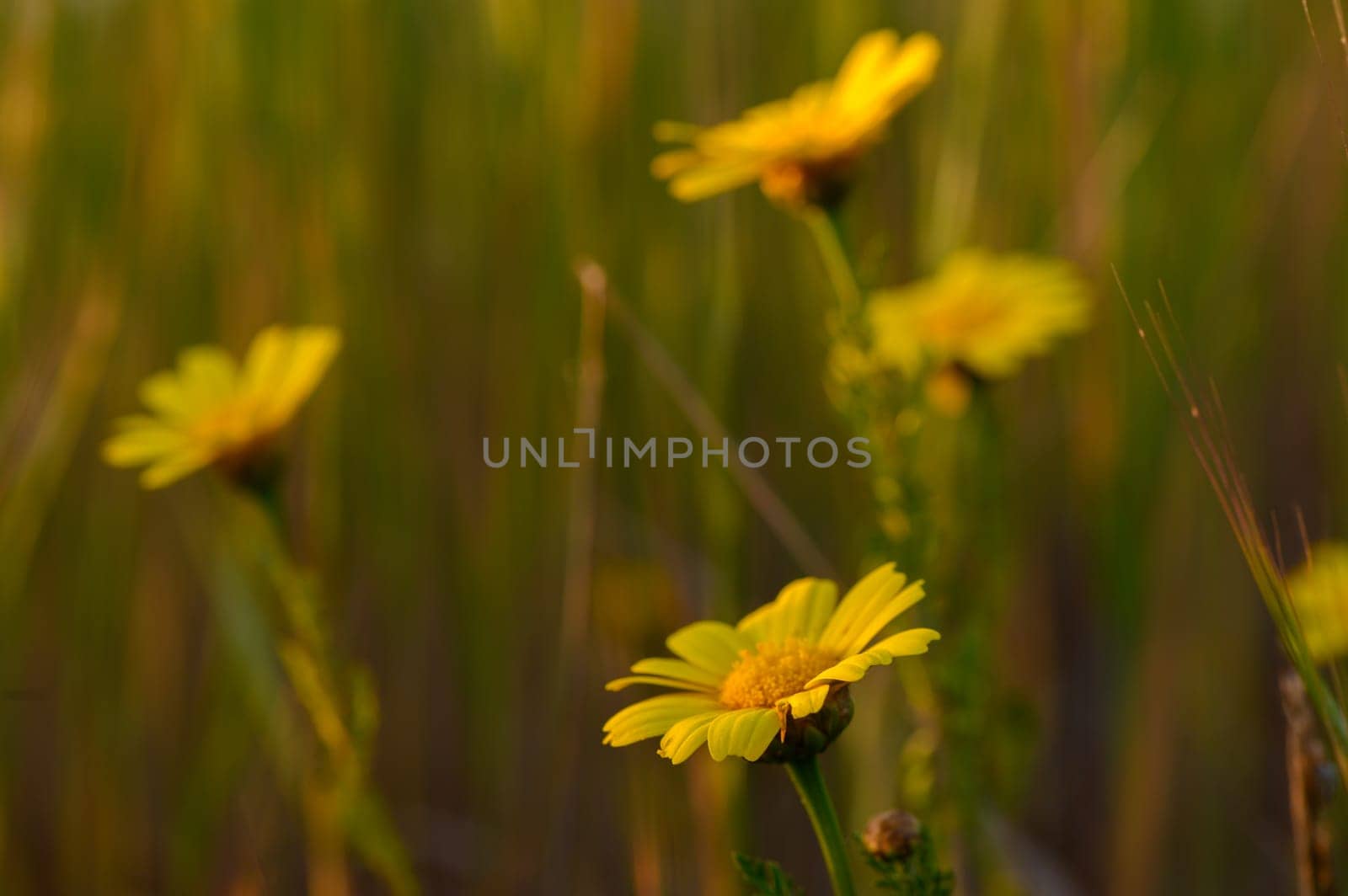 In a lush, green field, bright yellow flowers stand tall, soaking up the gentle sunlight of a spring afternoon, creating a serene moment in nature's beauty.